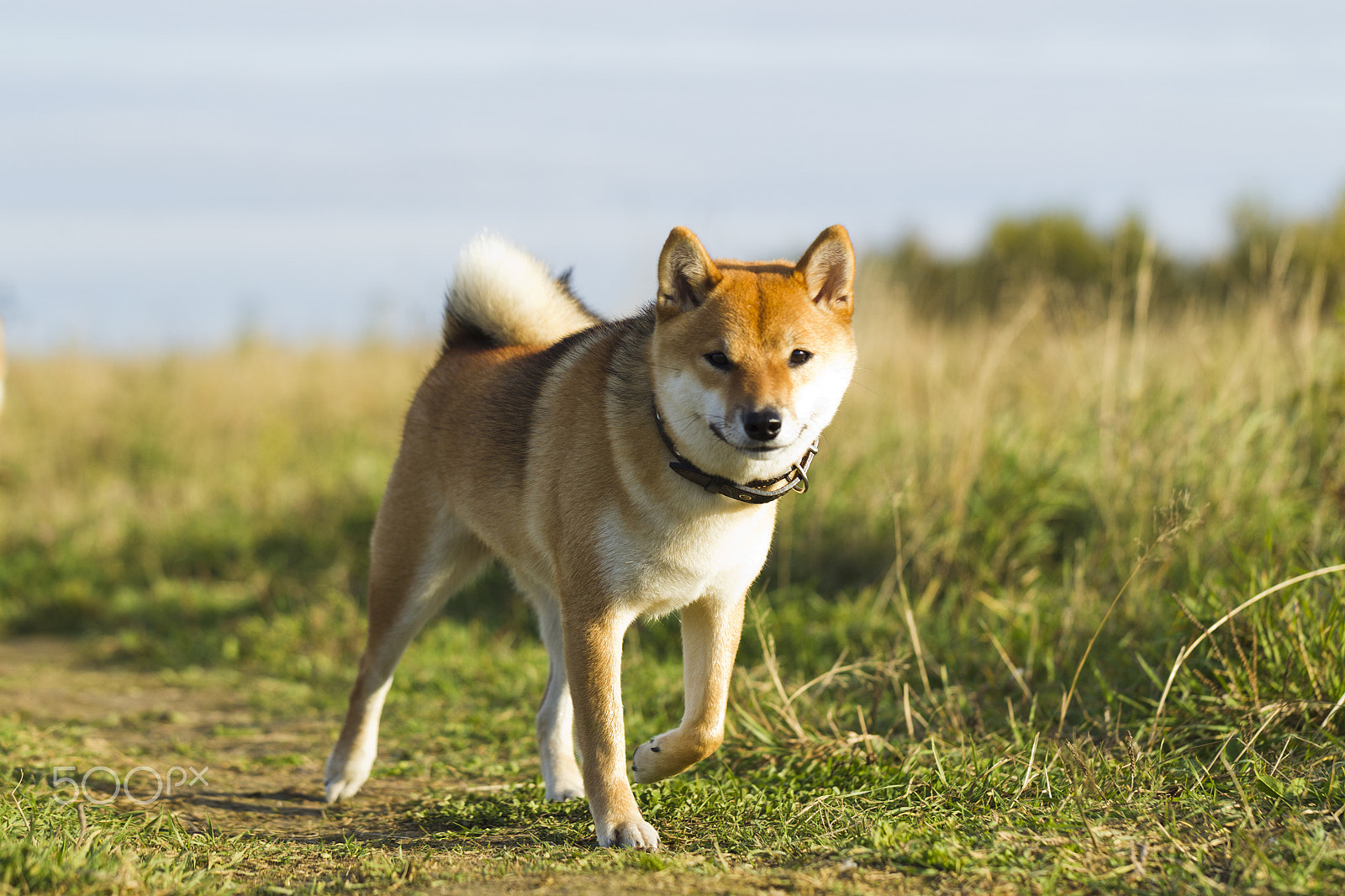 Canon EF 100mm F2.8L Macro IS USM sample photo. Japanese breed of dogs sibu inu for a walk photography