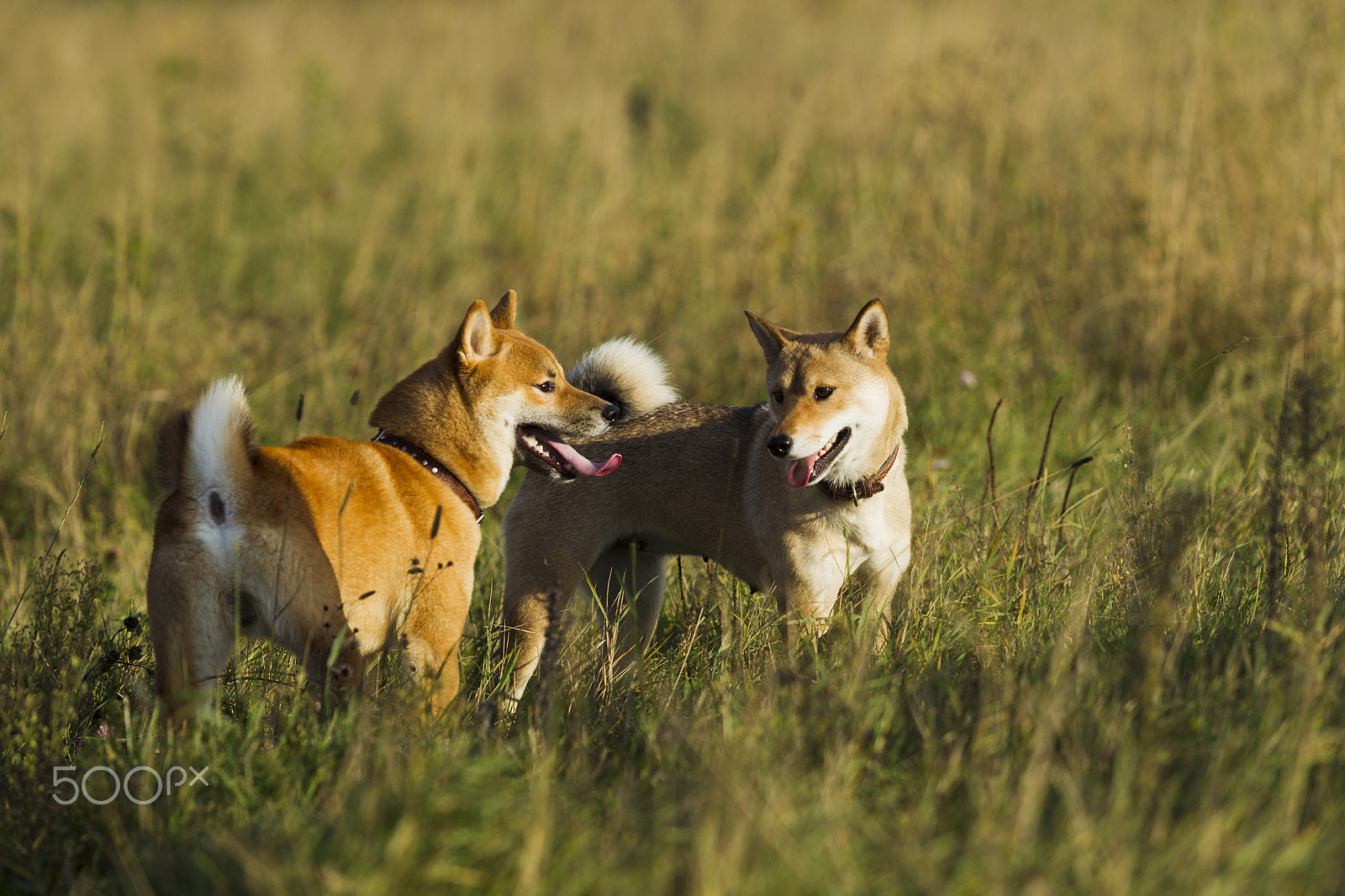 Canon EOS-1D Mark IV sample photo. Japanese breed of dogs sibu inu for a walk photography