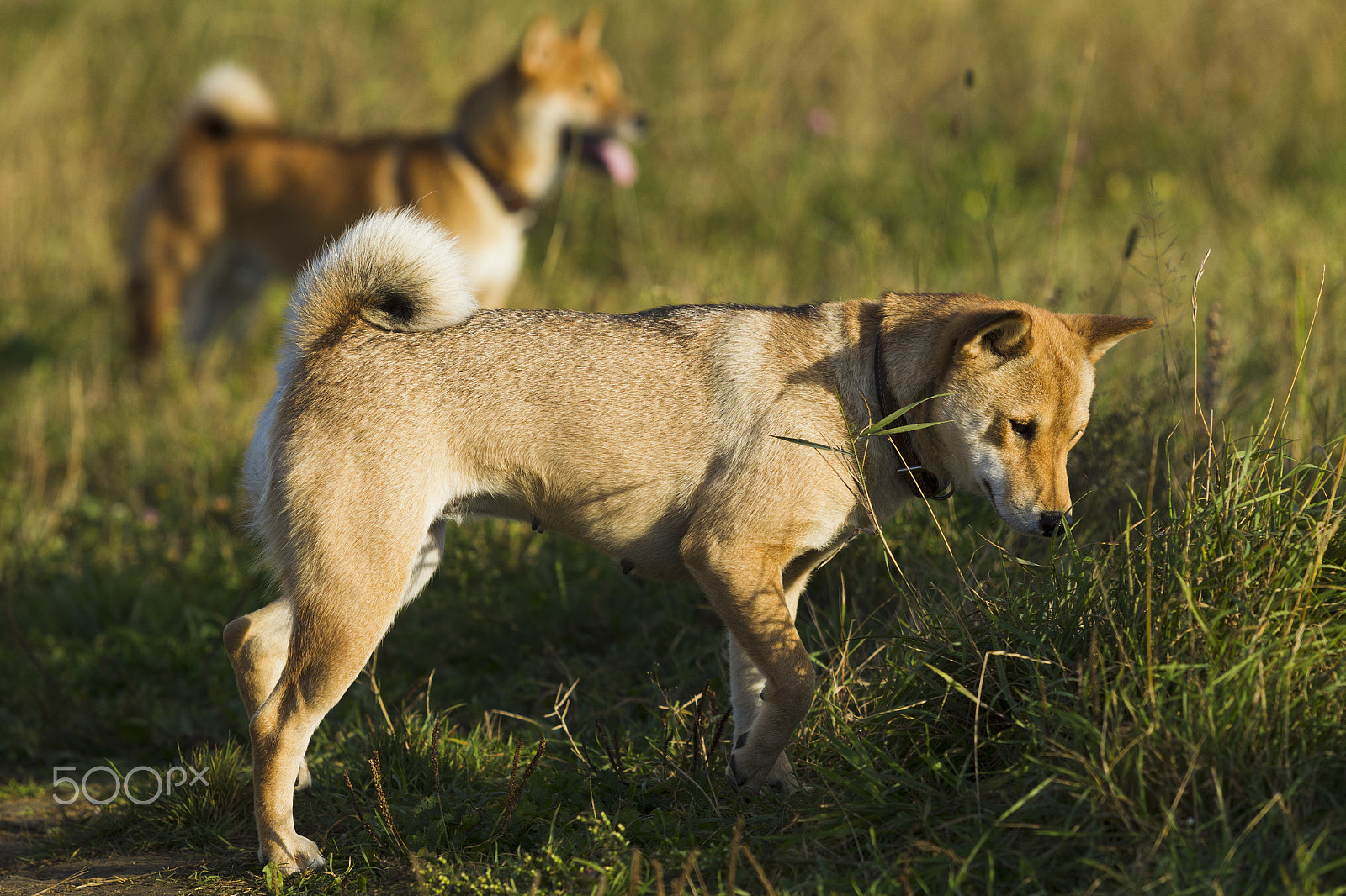 Canon EOS-1D Mark IV sample photo. Japanese breed of dogs sibu inu for a walk photography