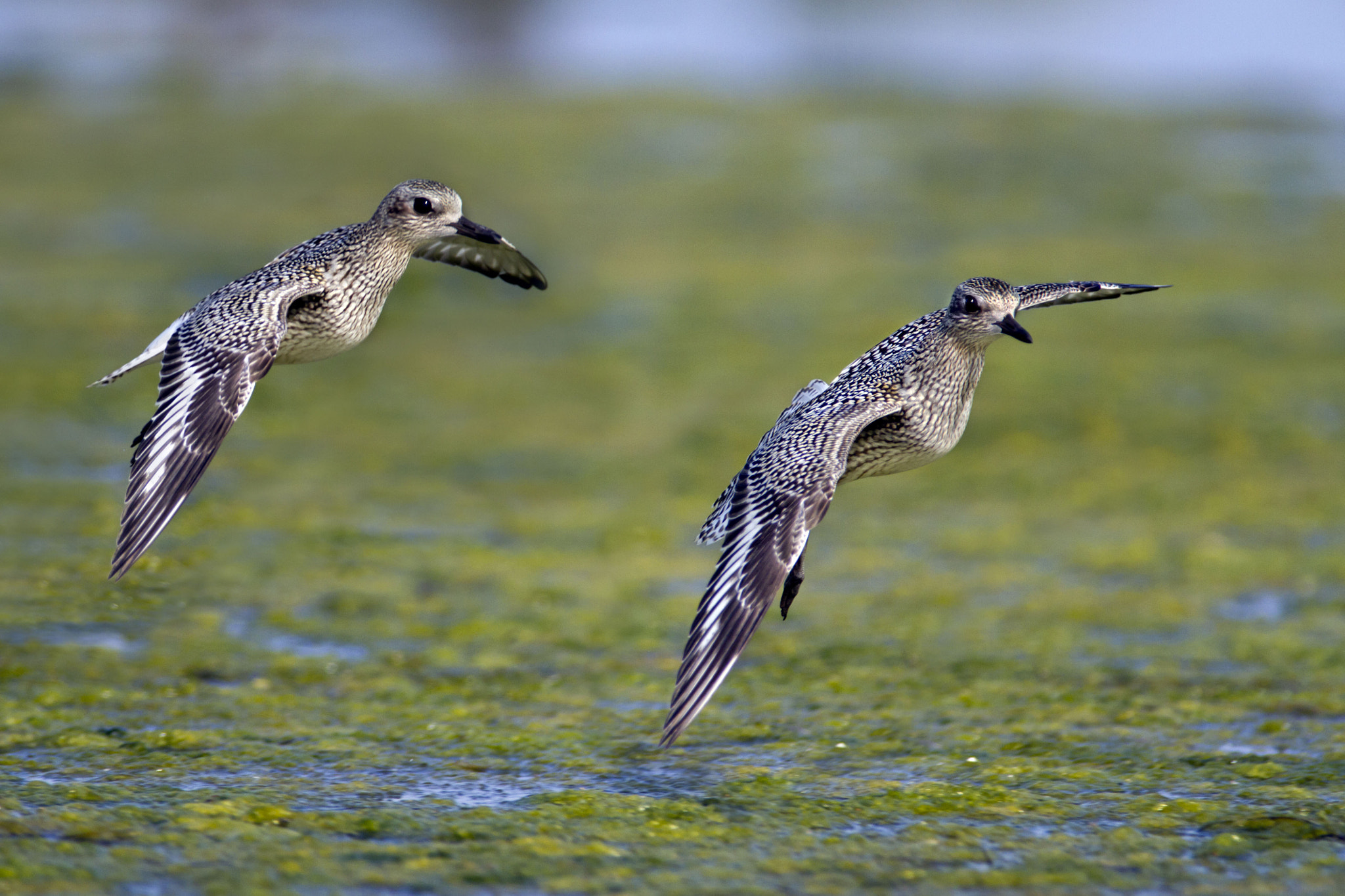 Canon EF 300mm f/2.8L + 1.4x sample photo. Grey plovers photography