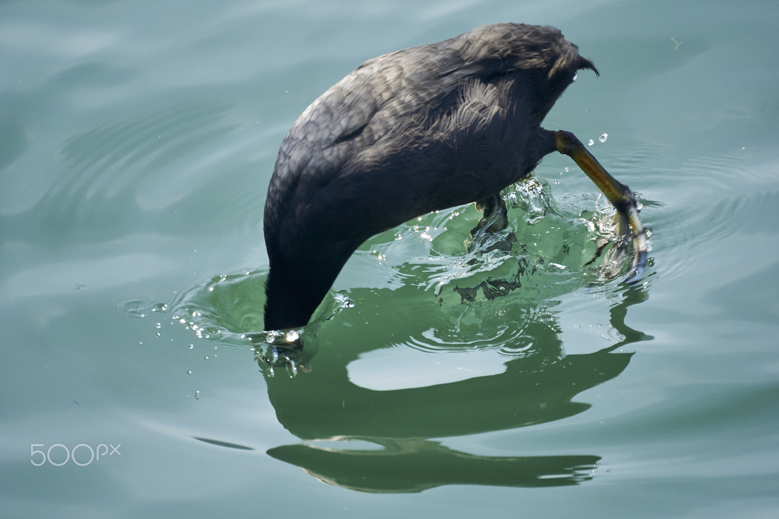 Sony 500mm F8 Reflex sample photo. Eurasian coot going shopping for food photography