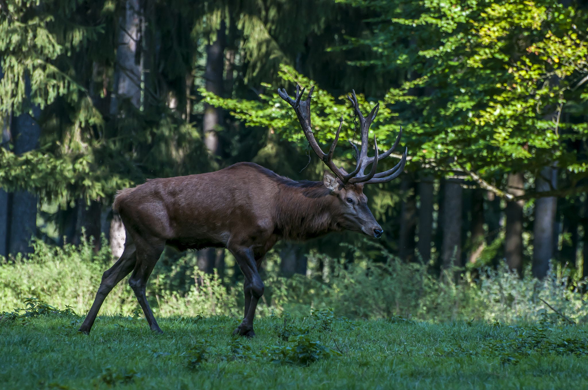 Nikon D300S sample photo. Олень - deer - hirsche photography