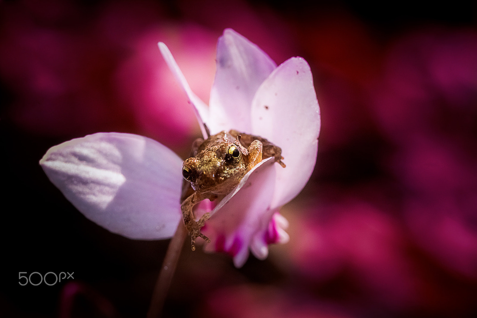 Canon EOS 700D (EOS Rebel T5i / EOS Kiss X7i) + Canon EF 100mm F2.8 Macro USM sample photo. Love for cyclamens photography