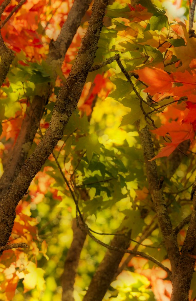 Sigma 120-400mm F4.5-5.6 DG OS HSM sample photo. Fall in st martins photography
