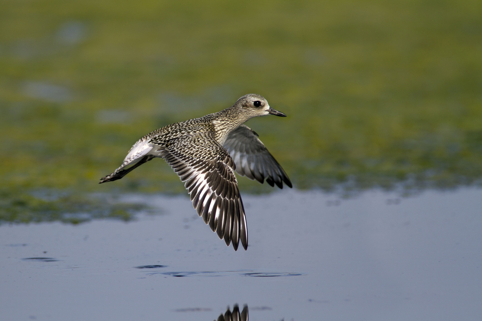 Canon EF 300mm f/2.8L + 1.4x sample photo. Grey plover photography