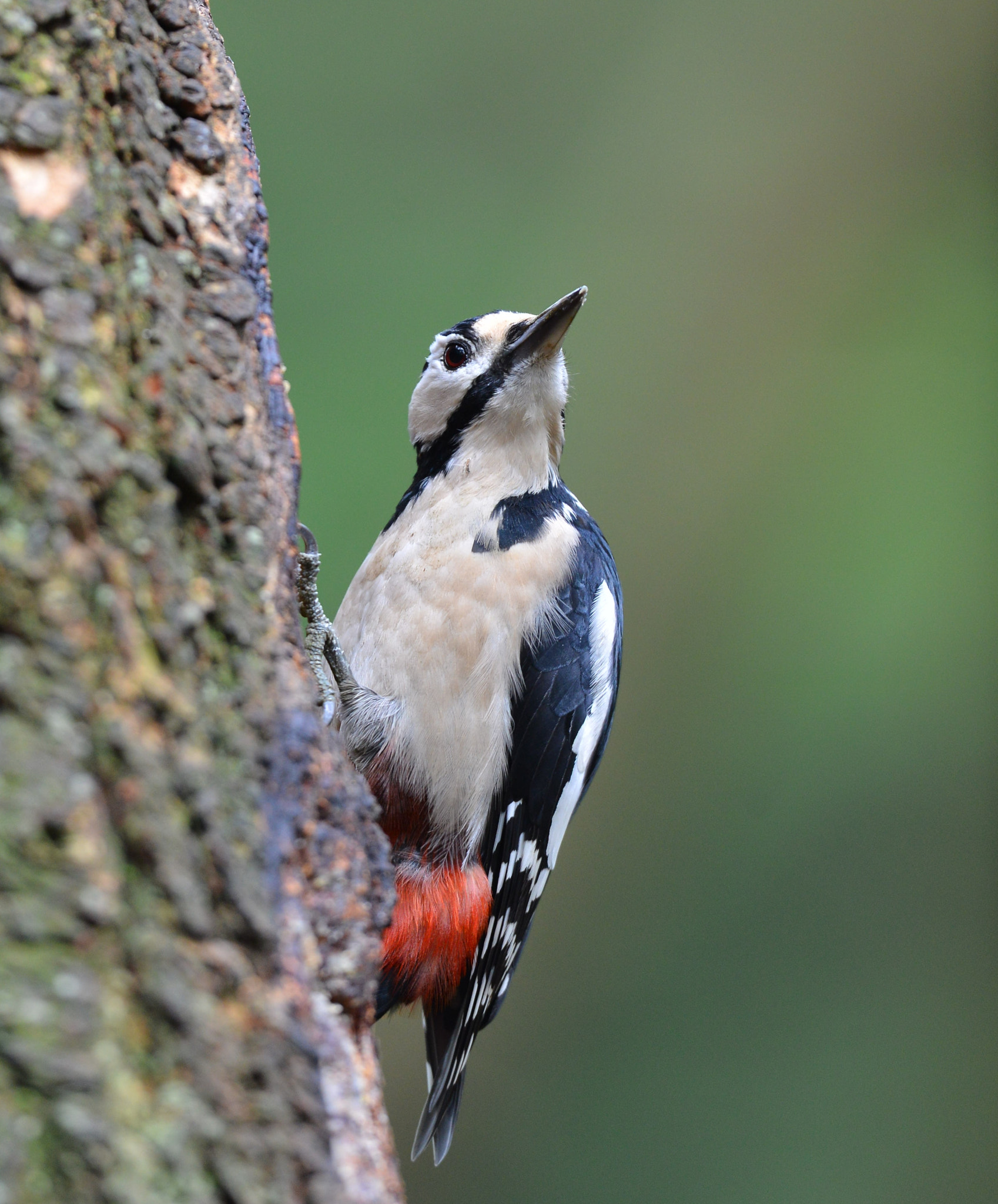 Nikon D600 sample photo. Grote bonte specht photography