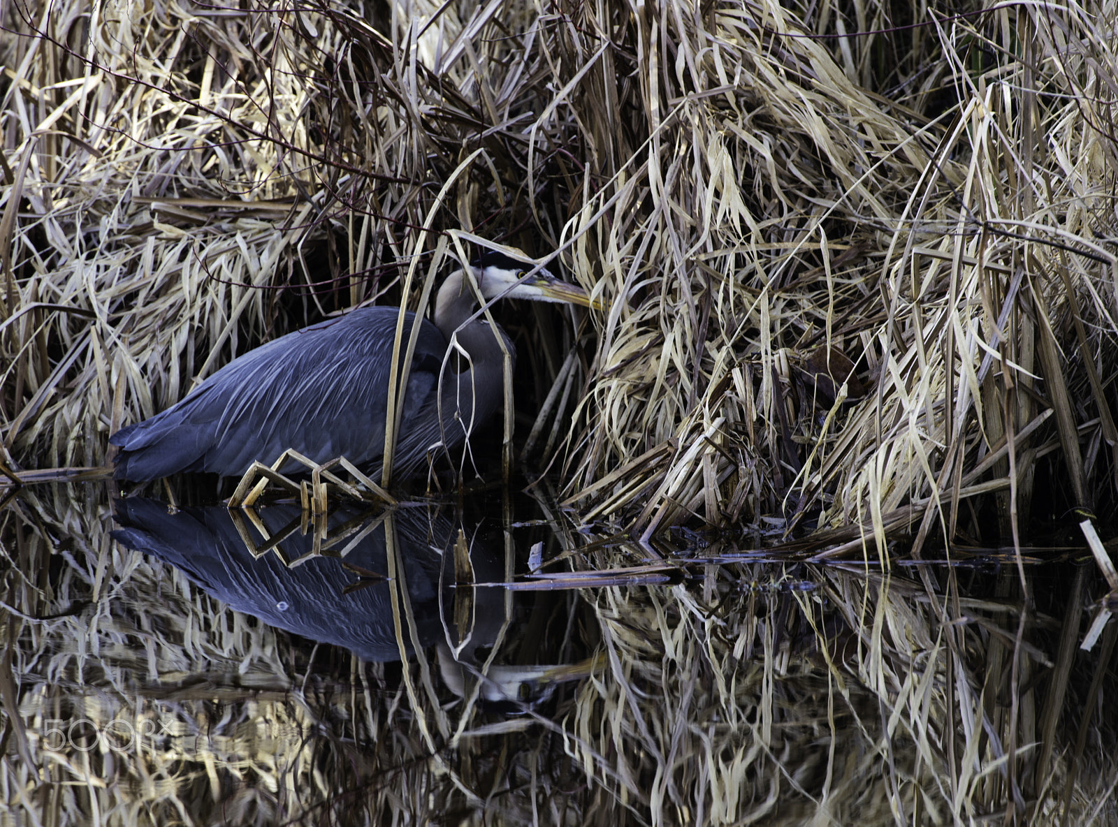 Canon EOS 5DS R sample photo. Great blue heron and wetland reeds photography