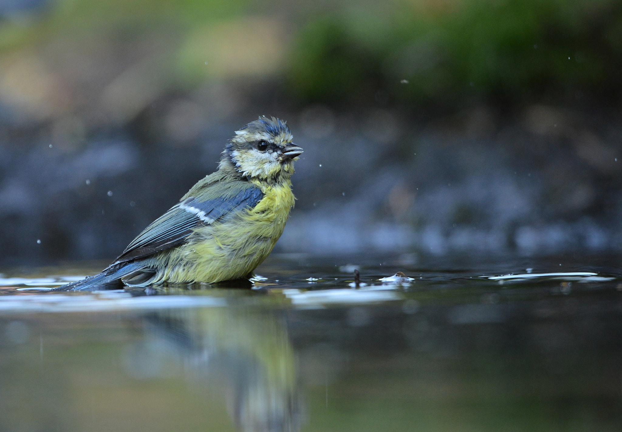 Nikon D600 + Nikon AF-S Nikkor 500mm F4G ED VR sample photo. Pimpelmees photography