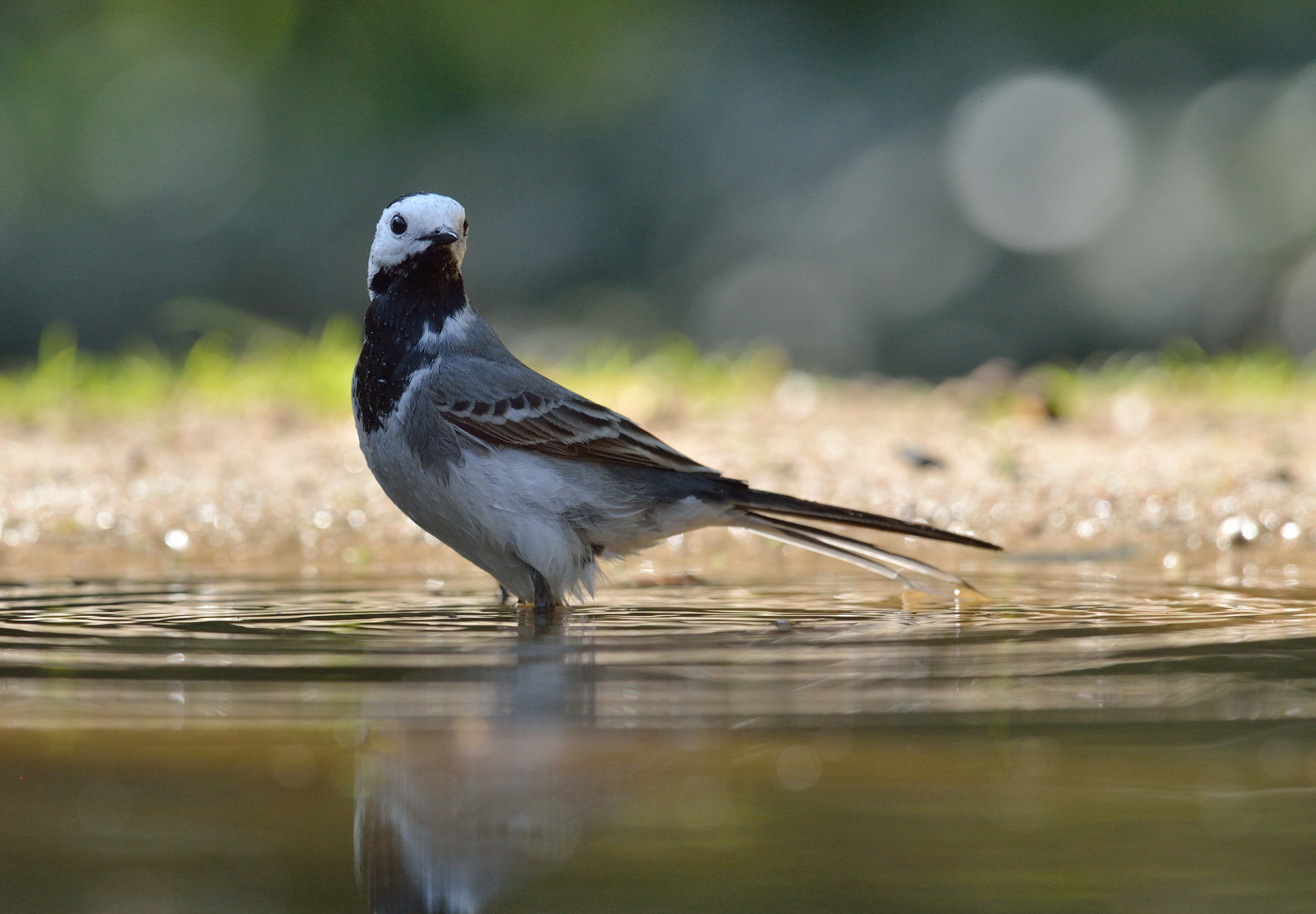 Nikon AF-S Nikkor 400mm F2.8D ED-IF II sample photo. Witte kwikstaart photography