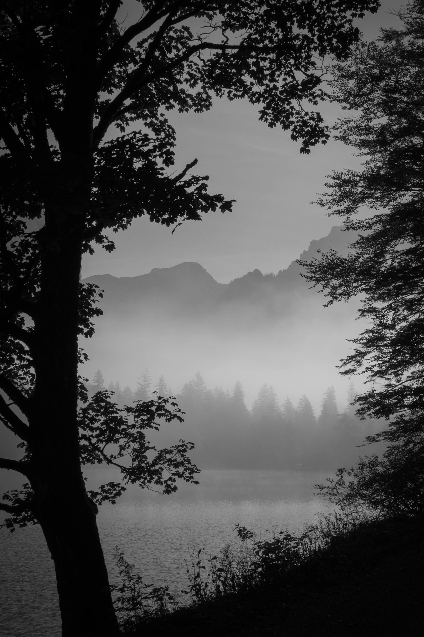 Sigma 28-300mm F3.5-6.3 DG Macro sample photo. Foggy morning photography