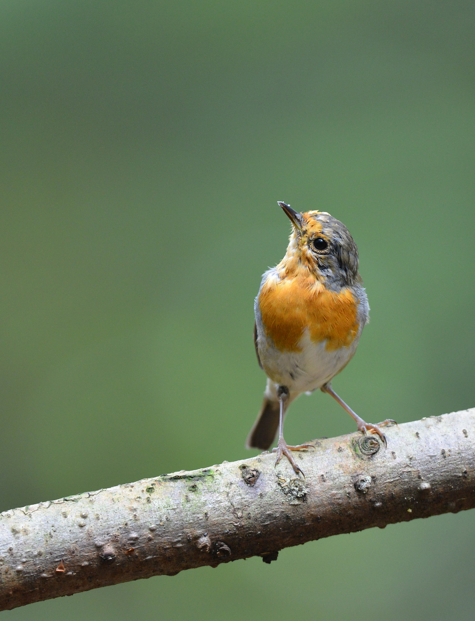 Nikon D600 sample photo. Roodborst photography