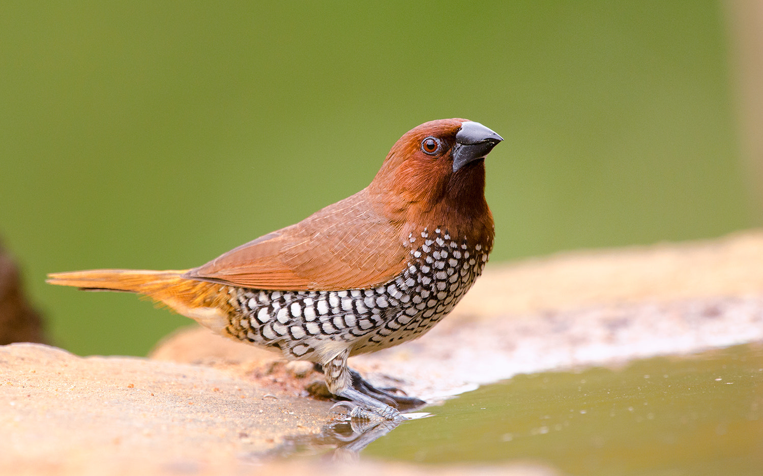 Nikon D7000 + Nikon AF-S Nikkor 500mm F4G ED VR sample photo. Spotted munia photography