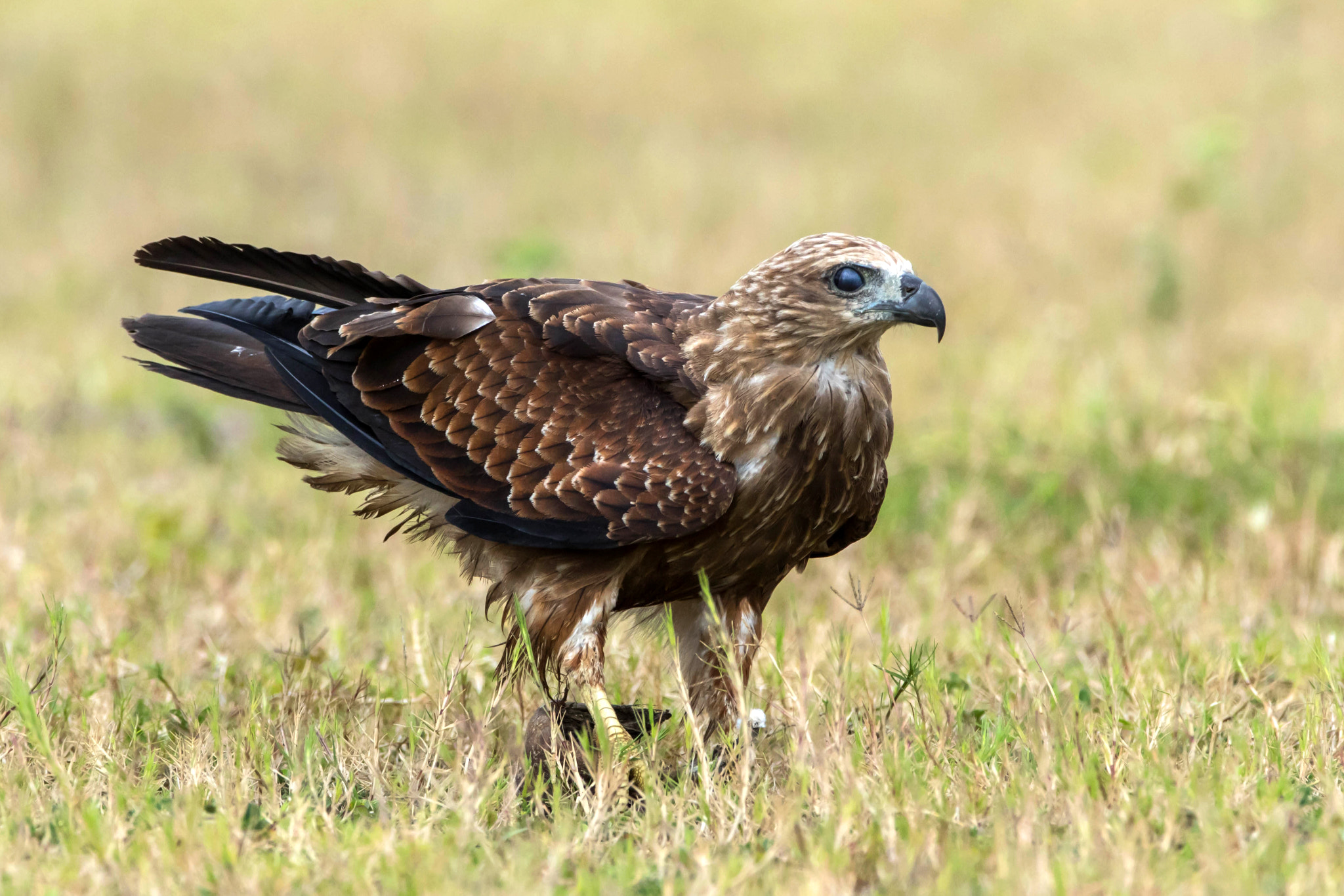 Canon EOS 7D Mark II + Canon EF 600mm f/4L IS sample photo. Brahminy kite photography