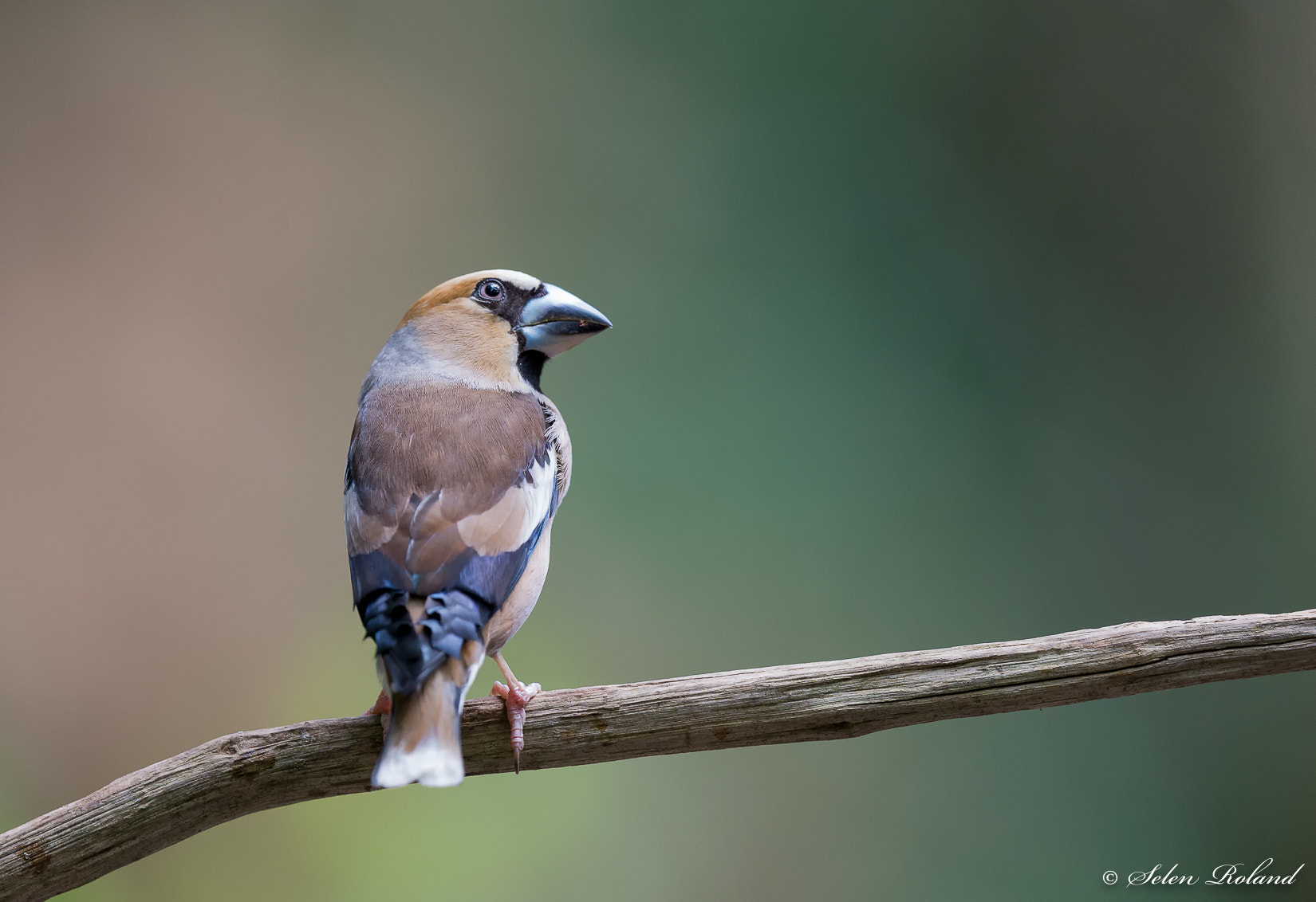 Nikon D4 sample photo. Appelvink - hawfinch photography