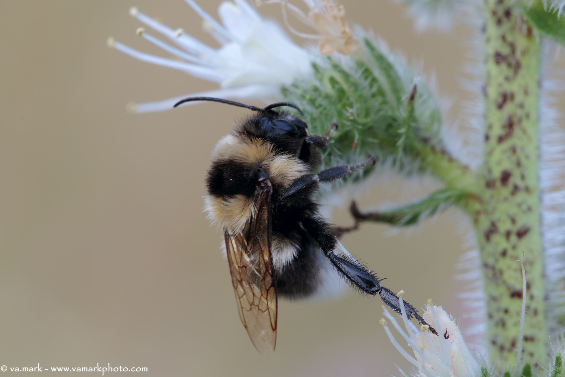 Canon EF 180mm F3.5L Macro USM sample photo. Bombus polaris photography