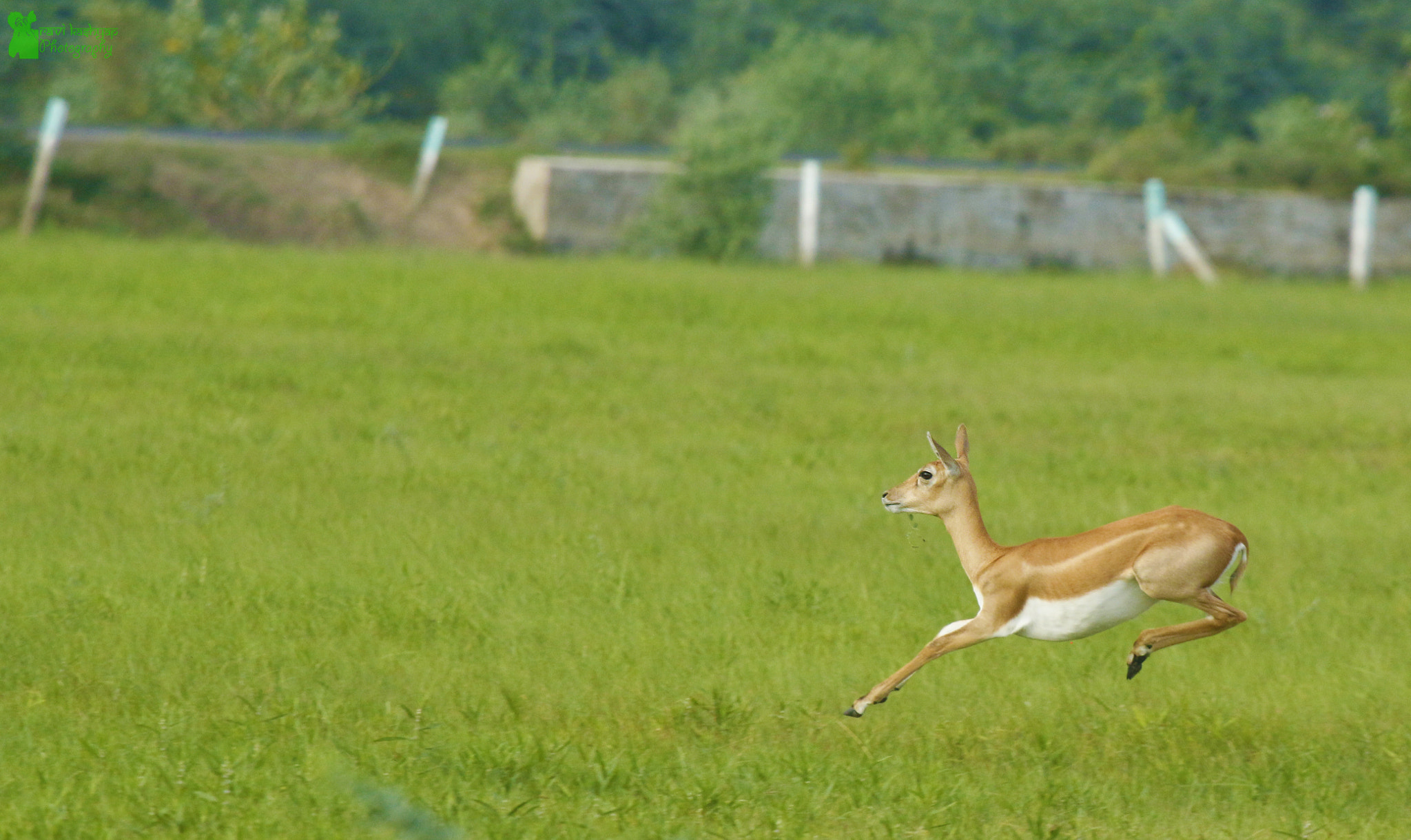 Canon EF 100-400mm F4.5-5.6L IS USM sample photo. Landing photography