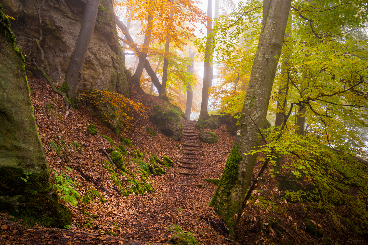 Sony SLT-A77 sample photo. Autumn in berdorf photography