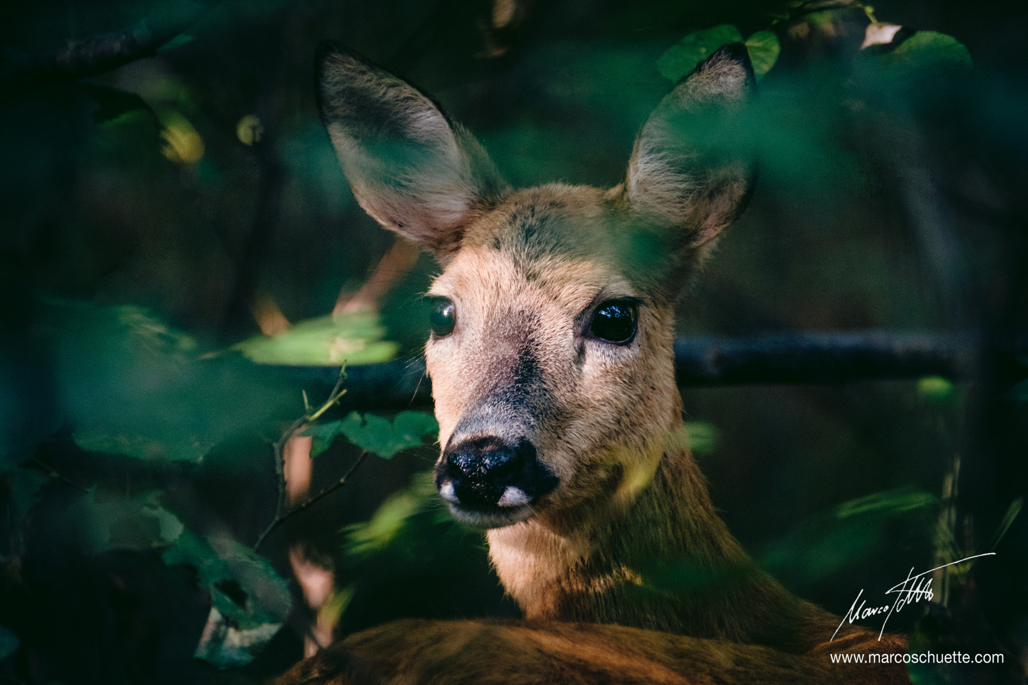 XF100-400mmF4.5-5.6 R LM OIS WR + 1.4x sample photo. Portraiture of a female roe deer photography