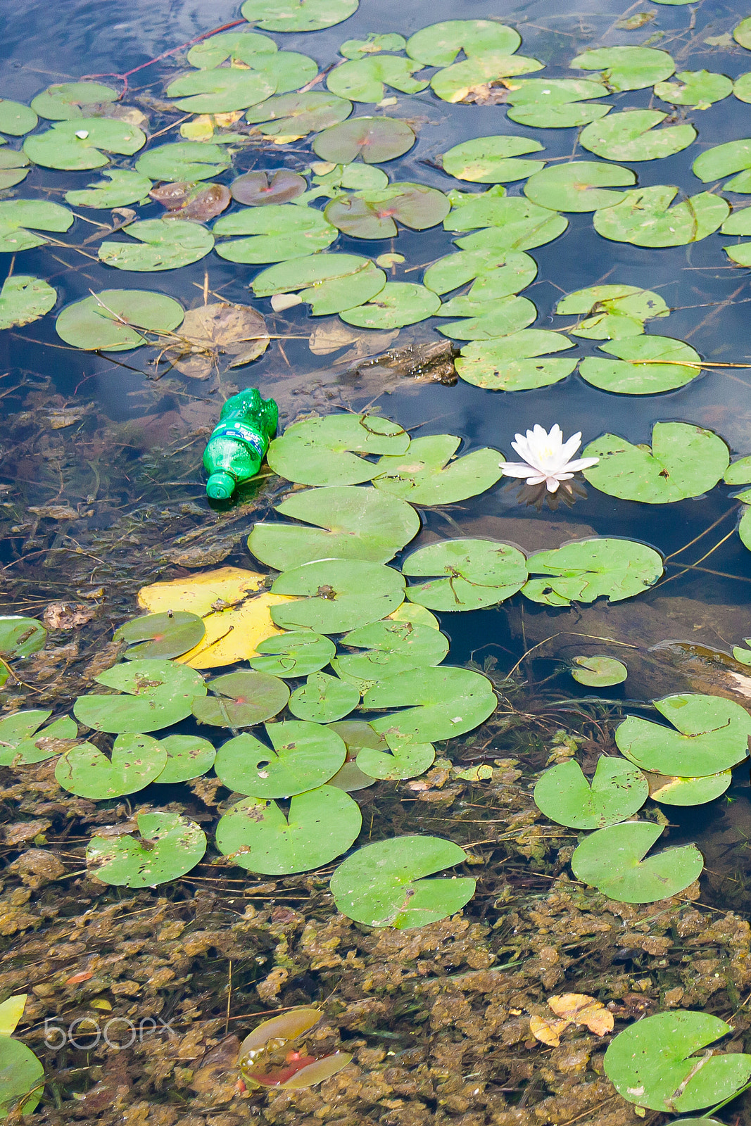 Canon EOS 450D (EOS Rebel XSi / EOS Kiss X2) sample photo. Lily & trash photography