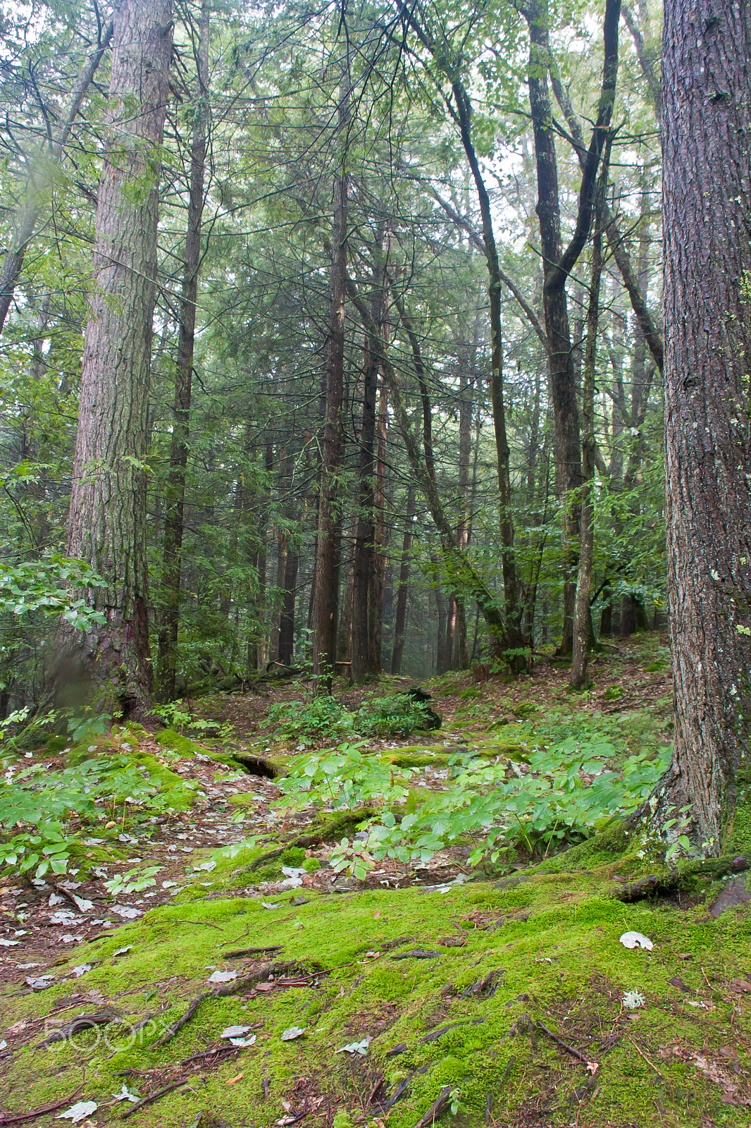 Canon EOS 450D (EOS Rebel XSi / EOS Kiss X2) sample photo. Mossy path photography