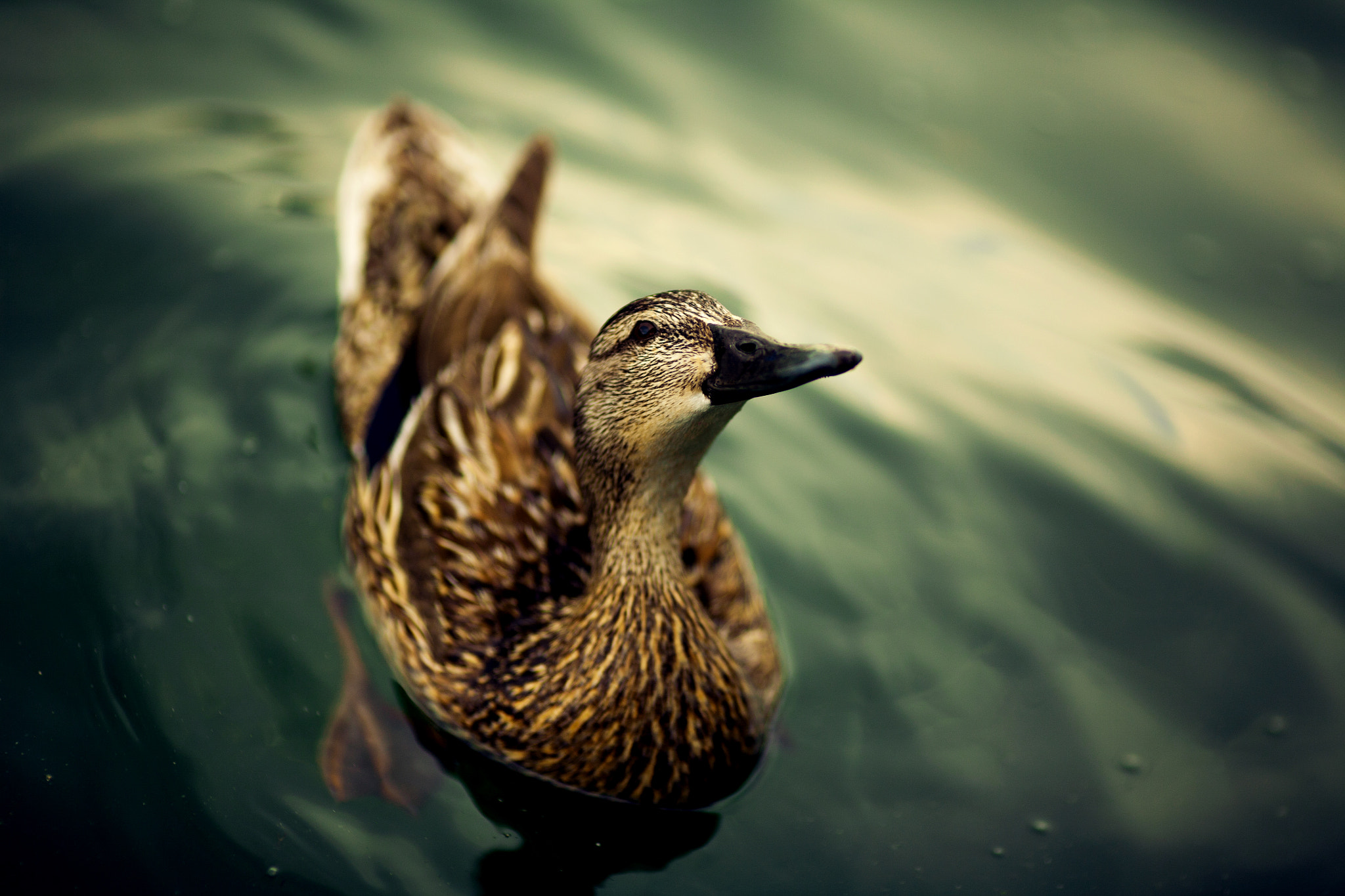 Canon EOS 5D + Canon EF 135mm F2L USM sample photo. Duck photography