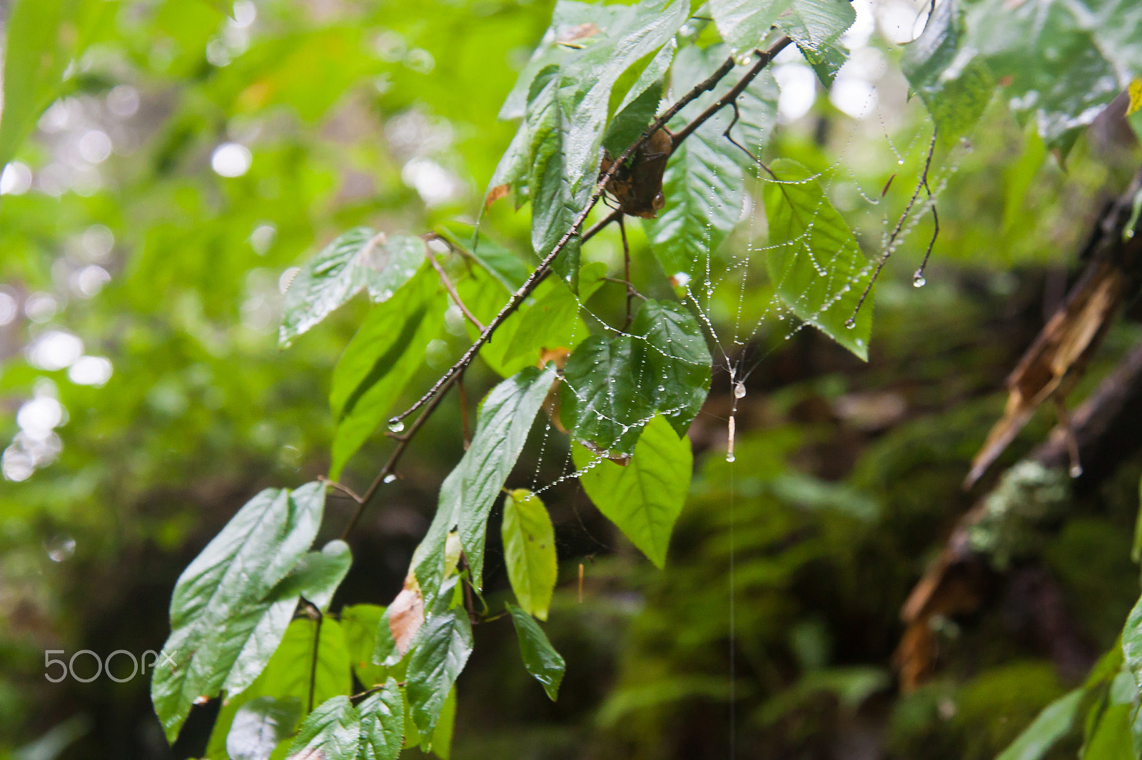 Canon EOS 450D (EOS Rebel XSi / EOS Kiss X2) sample photo. Spiderweb with raindrops photography