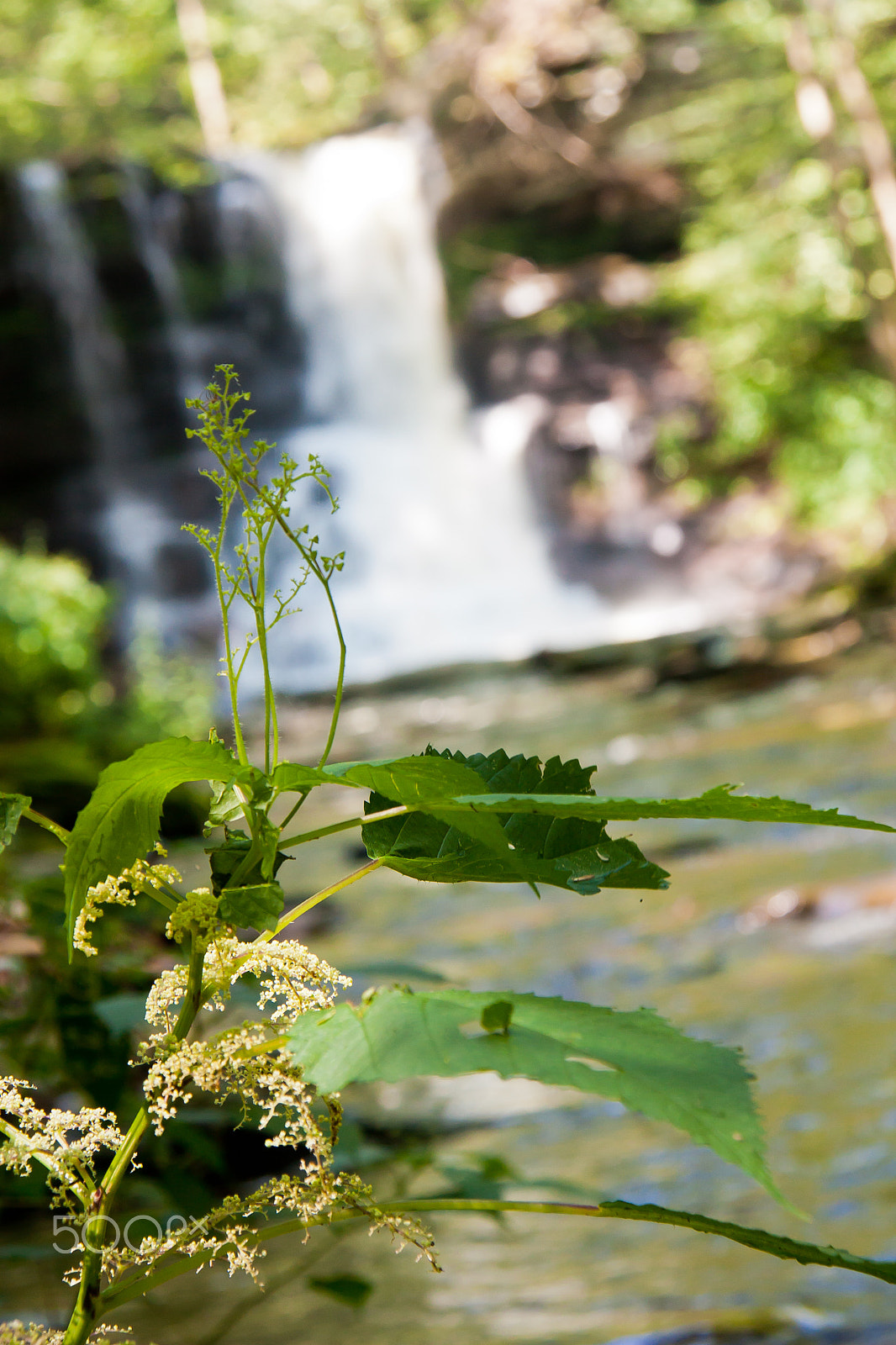Canon EOS 450D (EOS Rebel XSi / EOS Kiss X2) sample photo. Waterfall in background photography