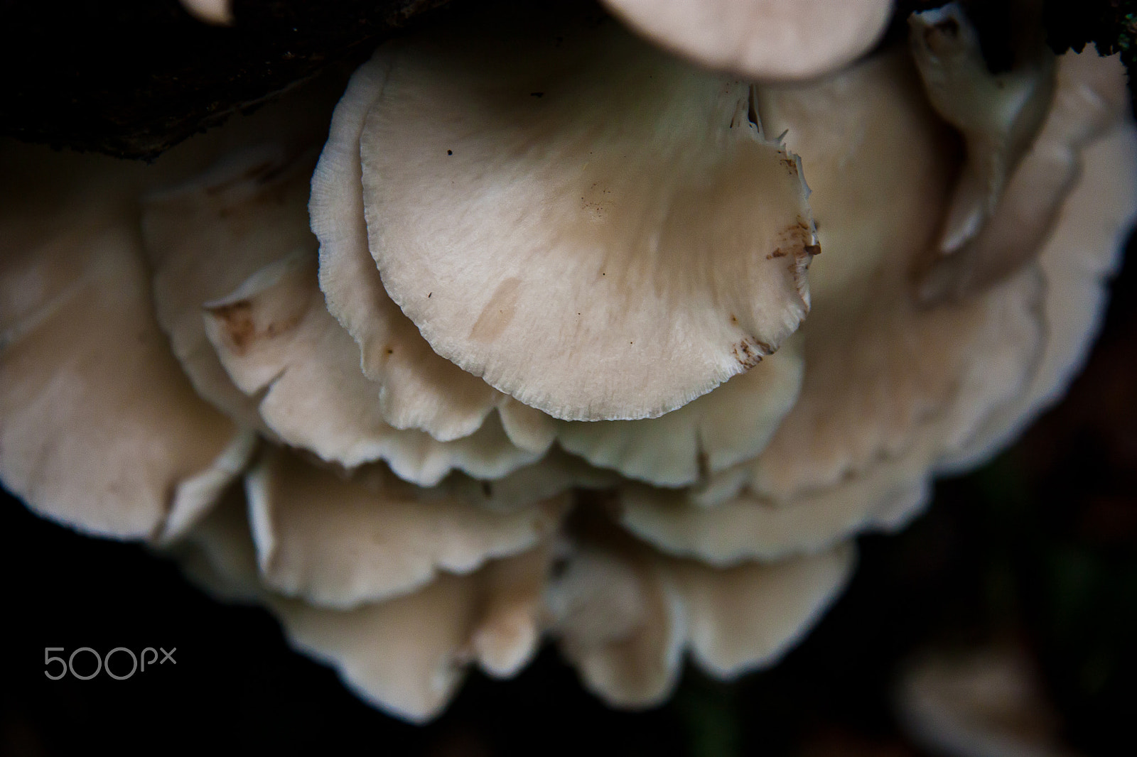 Canon EOS 450D (EOS Rebel XSi / EOS Kiss X2) sample photo. Mushroom photography