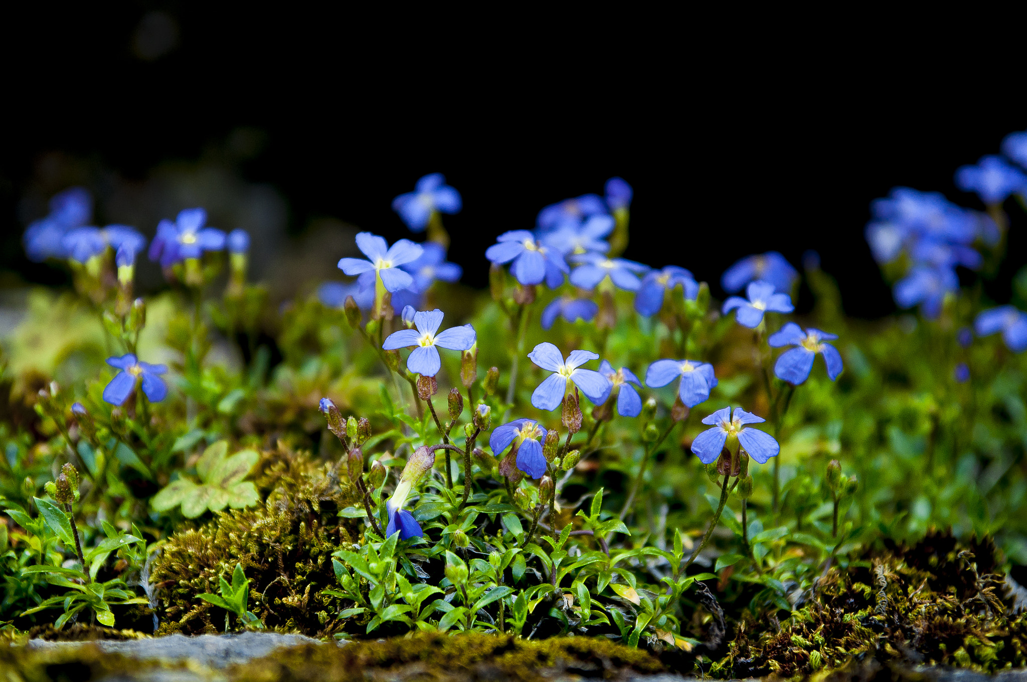 Sigma 17-70mm F2.8-4 DC Macro OS HSM sample photo. Good morning photography