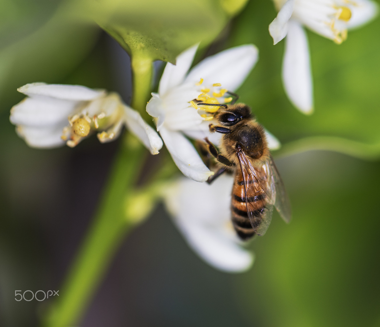 Canon EOS 5DS + Canon EF 100mm F2.8L Macro IS USM sample photo. Nectar harvest bee photography