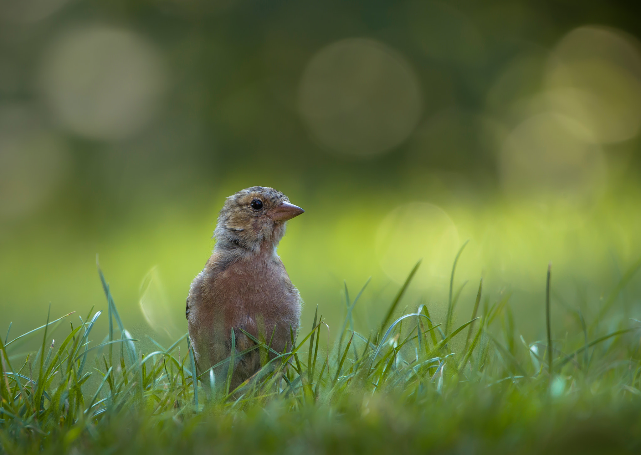 Sigma 150-600mm F5-6.3 DG OS HSM | C sample photo. Chaffinch ♀ photography