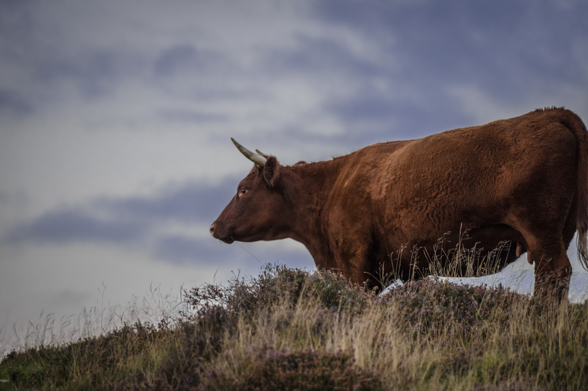 Pentax K-3 II + HD Pentax DA 55-300mm F4.0-5.8 ED WR sample photo. Cow photography