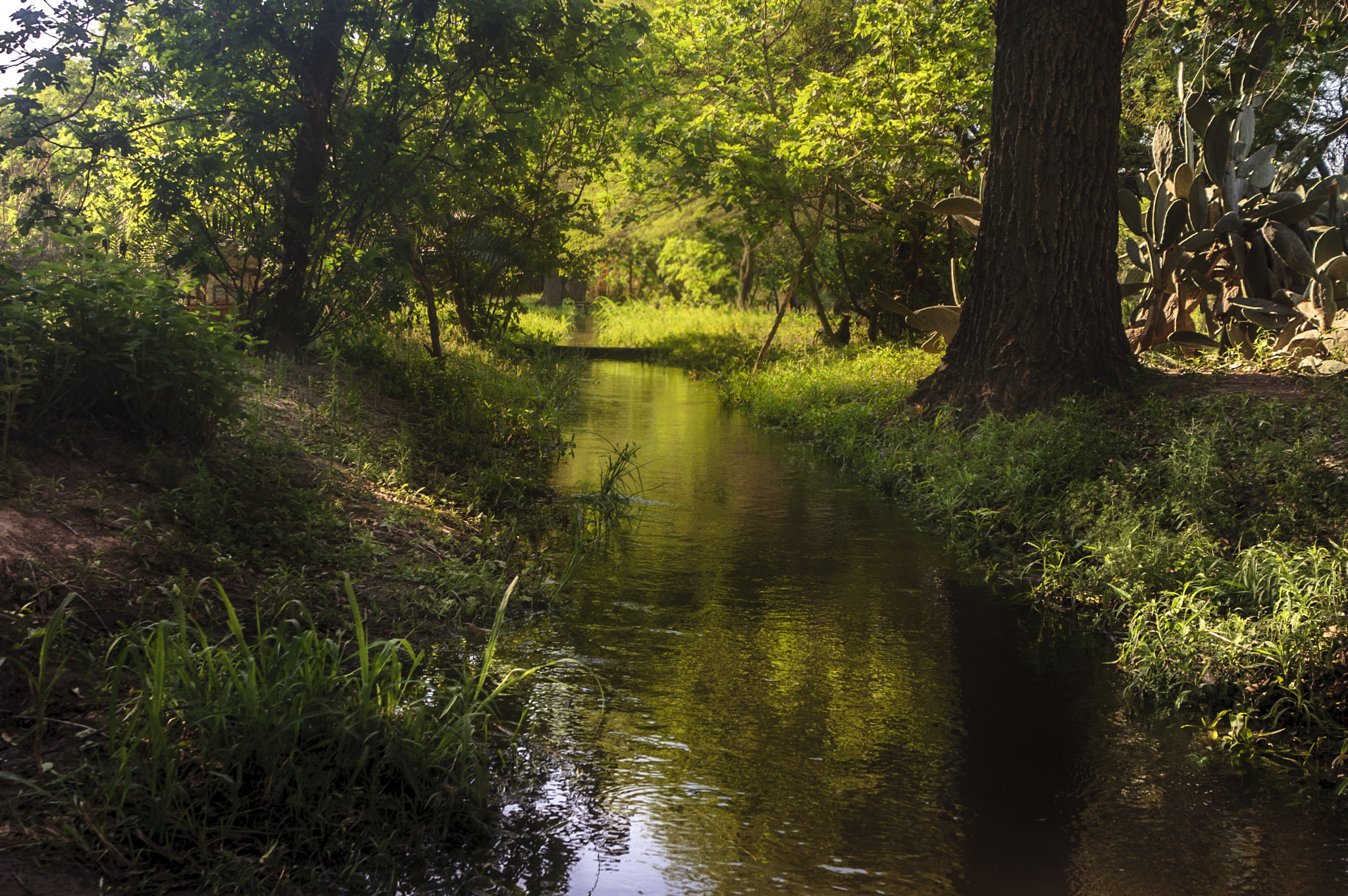 Nikon D70s sample photo. Canal de maco photography