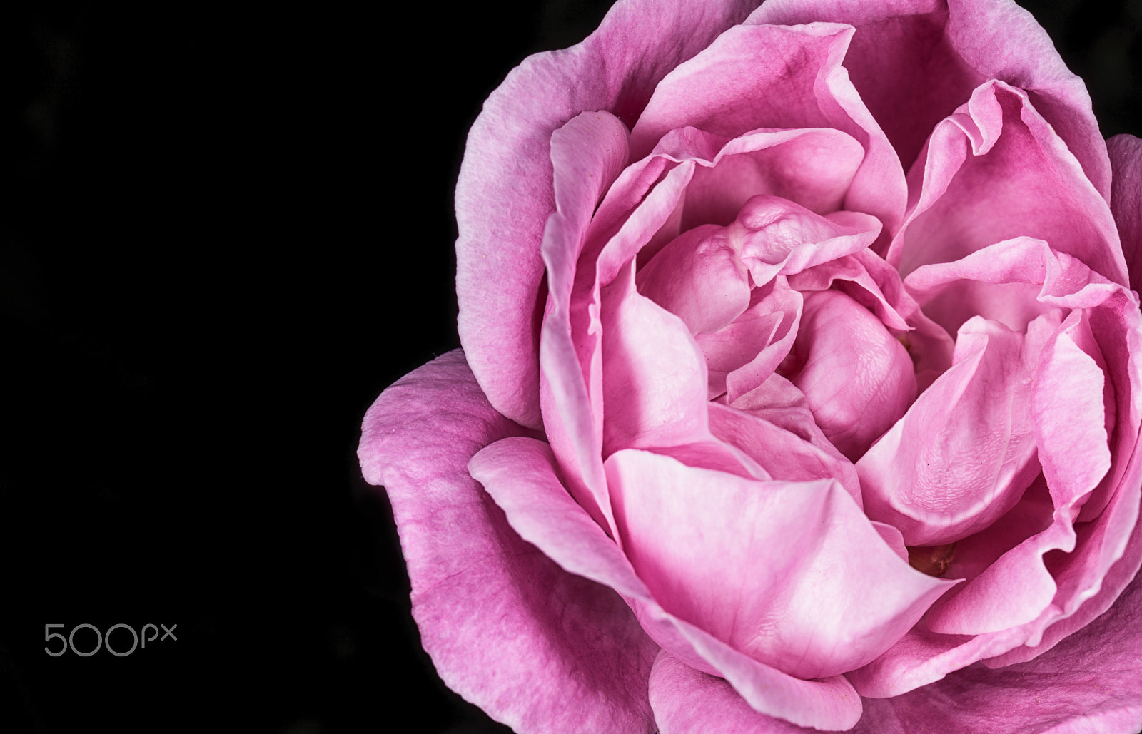 Canon EOS 5DS sample photo. Pink rose photography