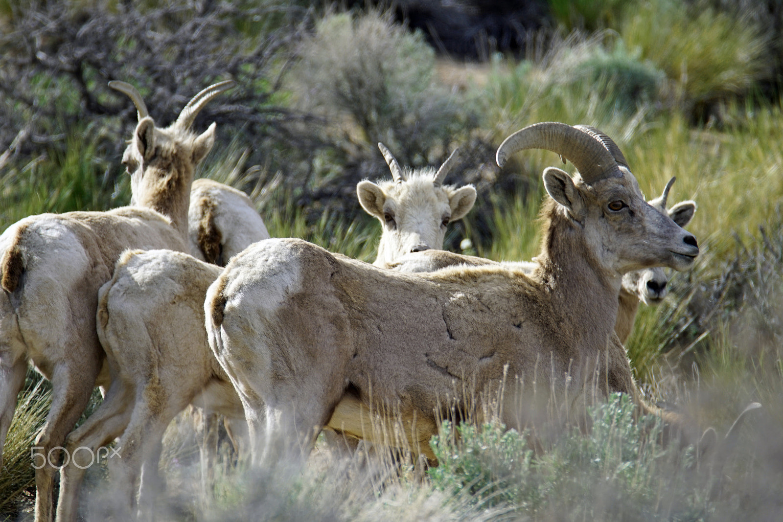 150-600mm F5-6.3 OSS sample photo. Endangered sierra nevada bighorn sheep photography