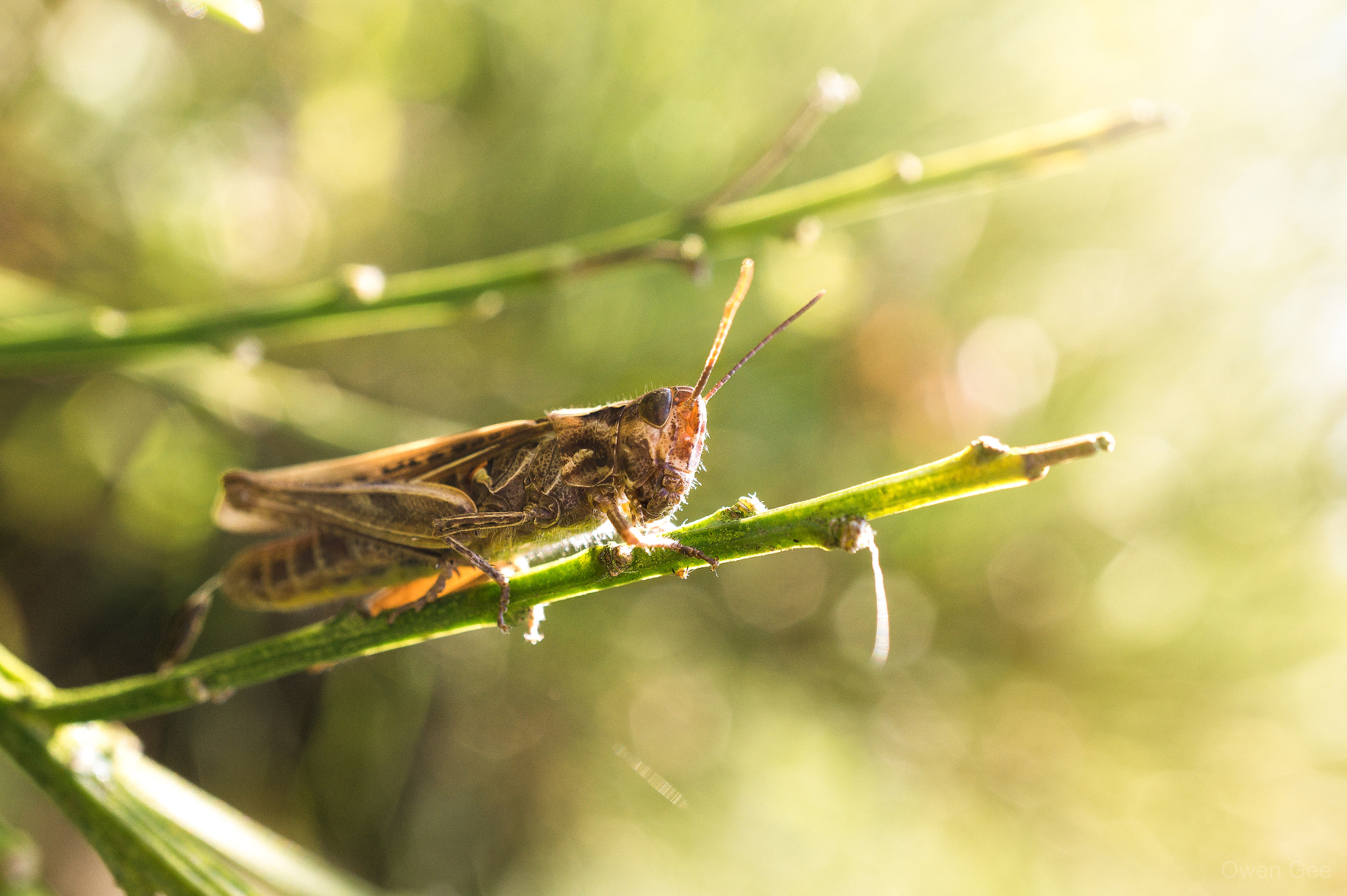 Sony Alpha a5000 (ILCE 5000) + Sony E 30mm F3.5 Macro sample photo. Summer photography