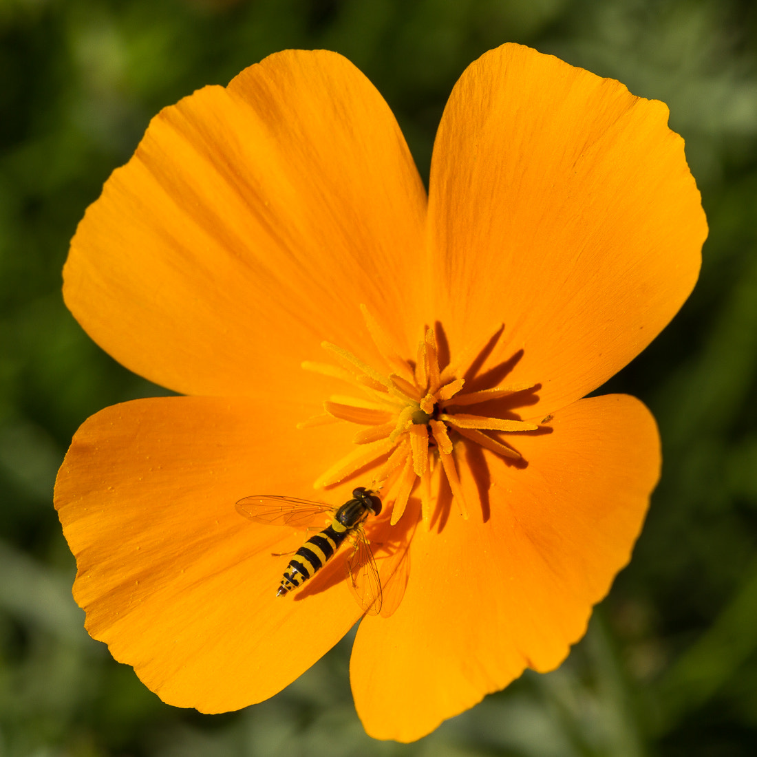 Canon EOS 7D + Canon EF 100mm F2.8L Macro IS USM sample photo. Yellow on orange photography