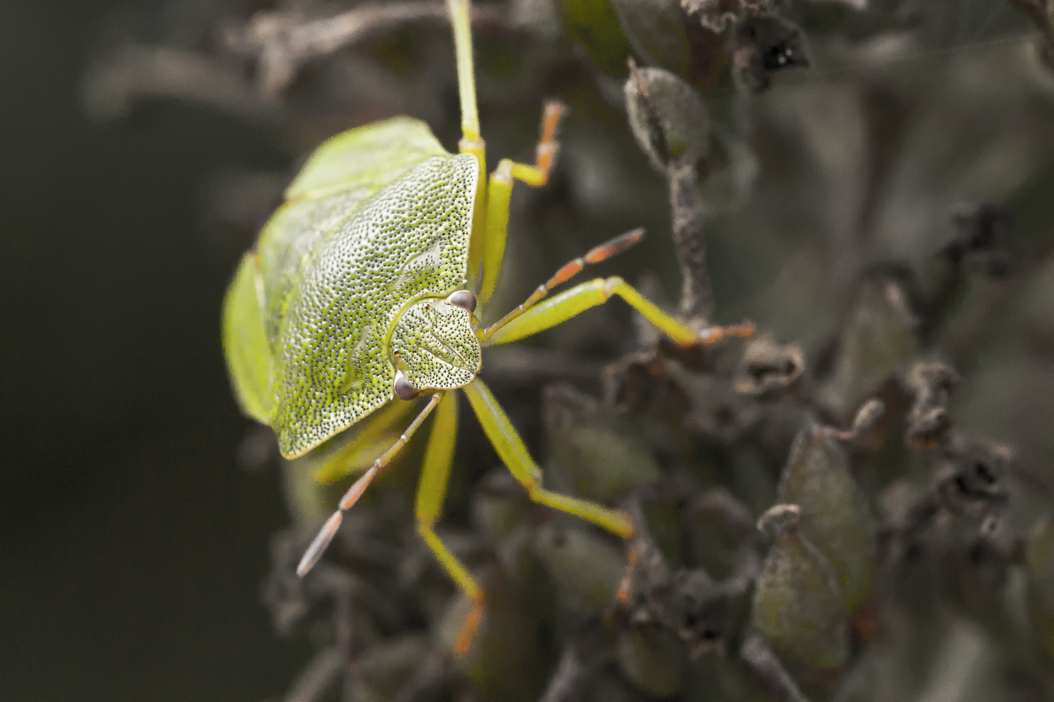 Canon EOS 70D + Tamron SP AF 90mm F2.8 Di Macro sample photo. 1096.jpg photography