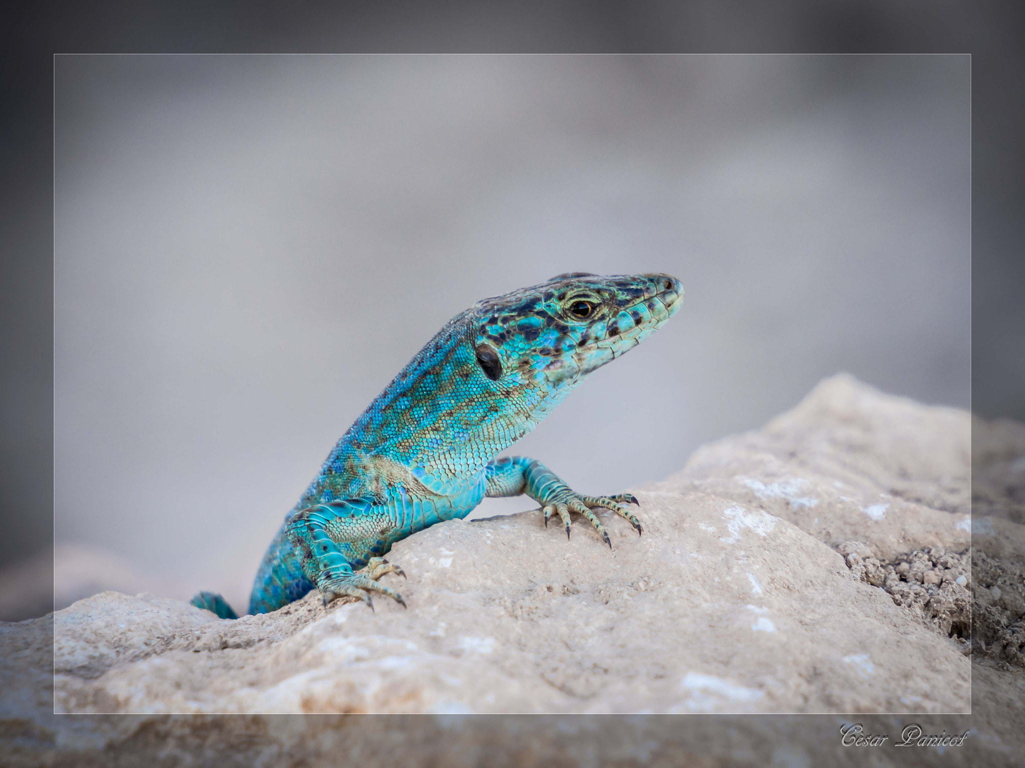 Olympus OM-D E-M10 sample photo. Gecko from formantera photography