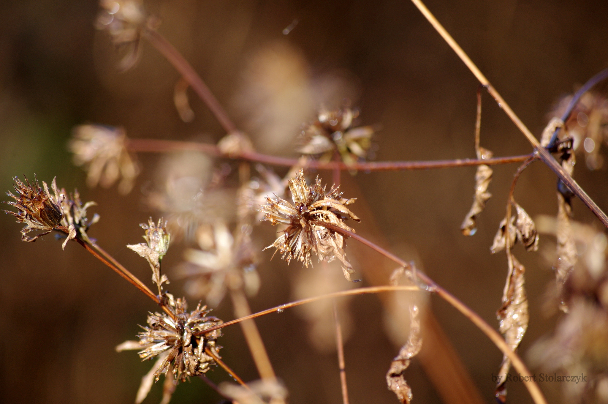 Pentax K-x sample photo. Withered photography