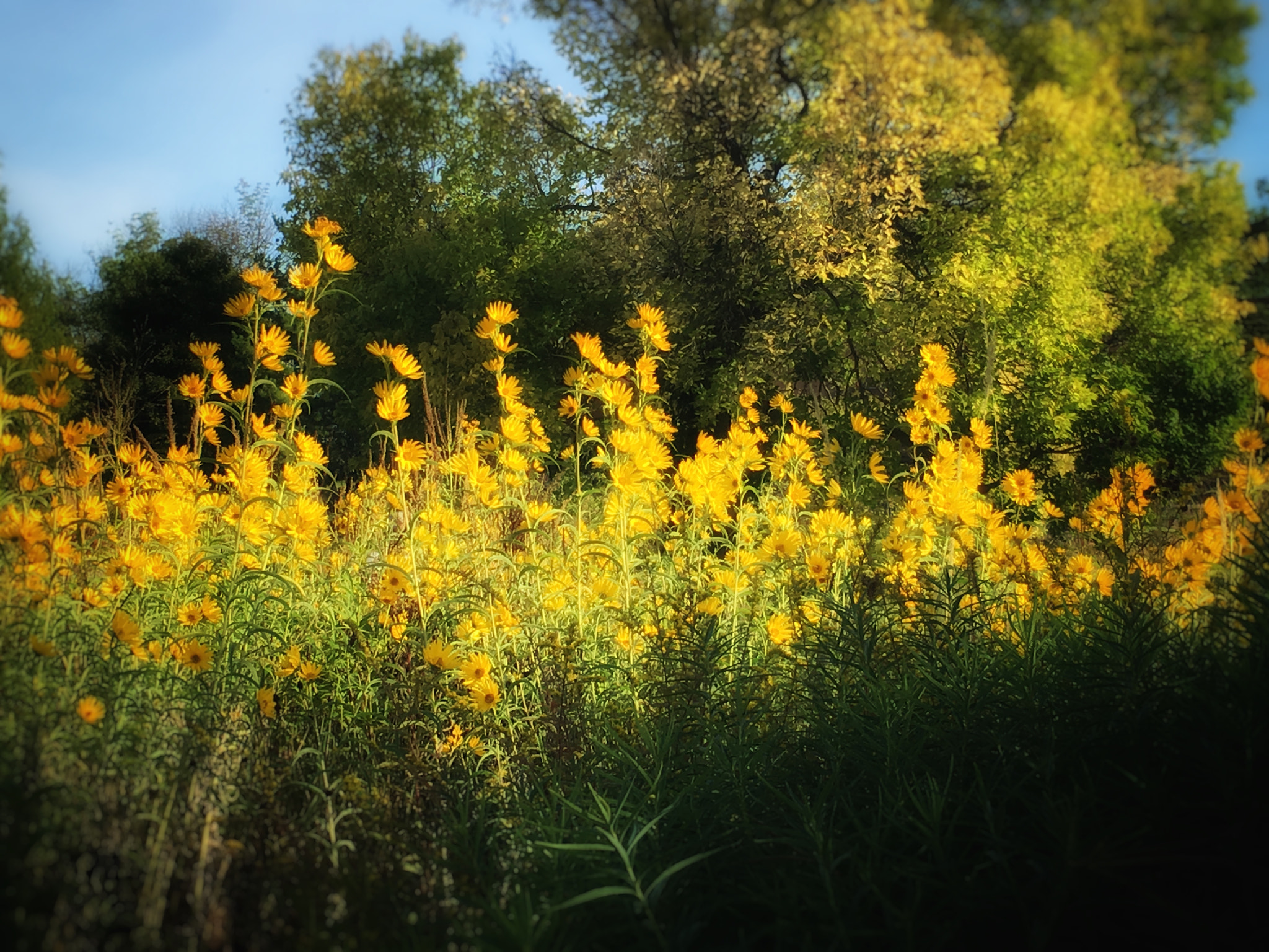 Apple iPhone8,1 sample photo. Holden arboretum, ohio photography