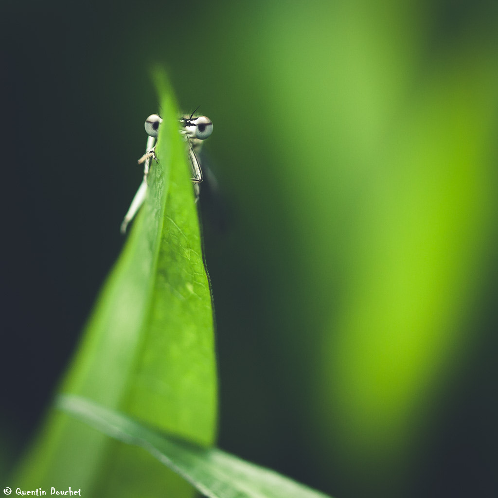 Canon EF 100mm F2.8 Macro USM sample photo. Petit observateur photography