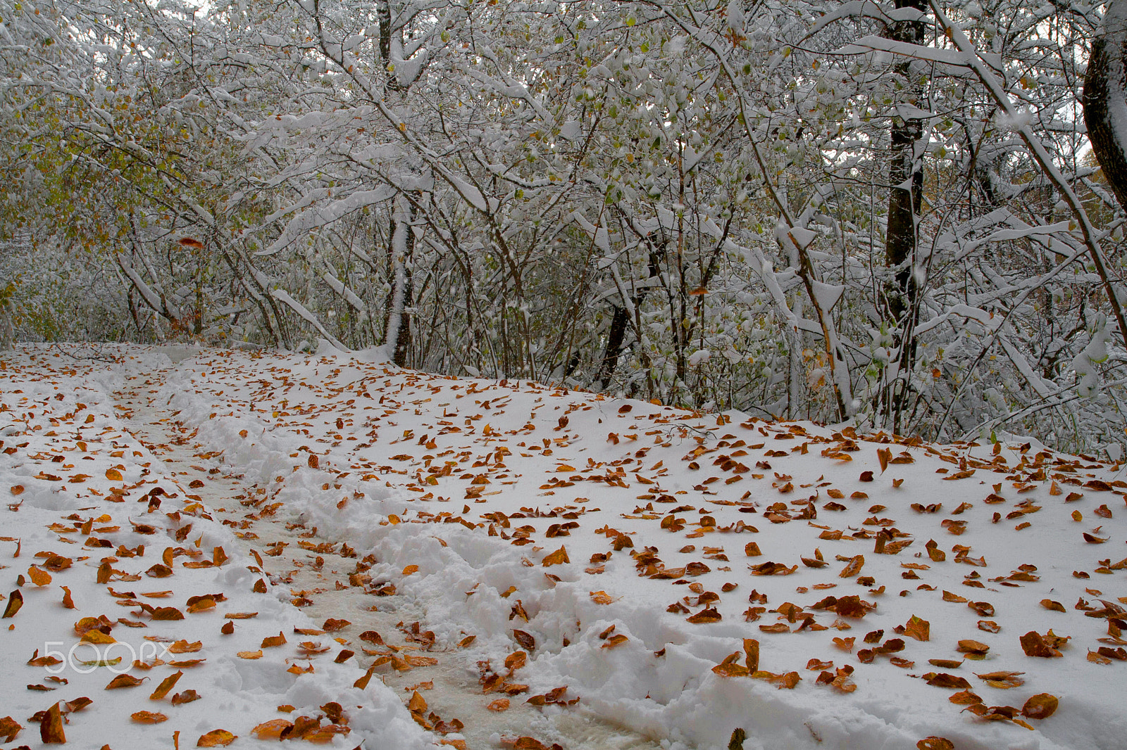Tamron SP AF 17-50mm F2.8 XR Di II LD Aspherical (IF) sample photo. When seasons are competing against each other photography