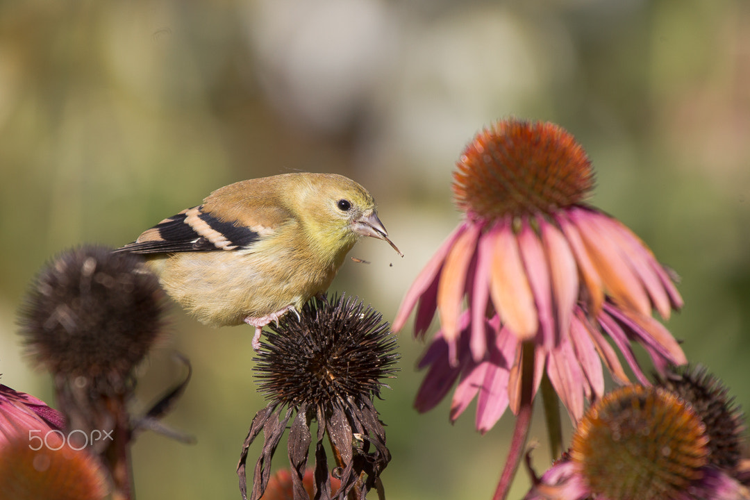 Canon EOS-1D Mark IV sample photo. American golfinch photography