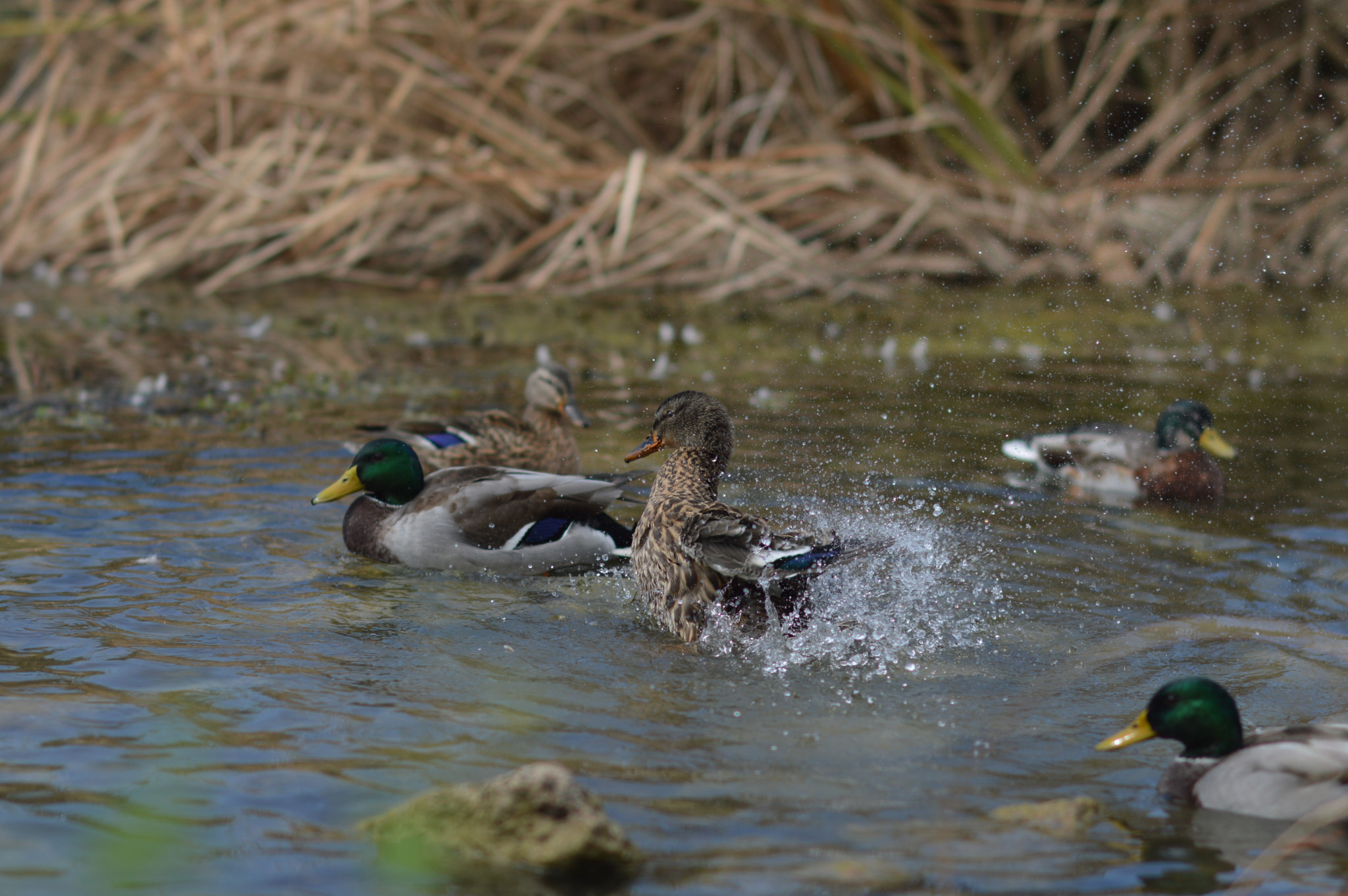 Nikon D3200 + Samyang 85mm F1.4 Aspherical IF sample photo. Duck photography