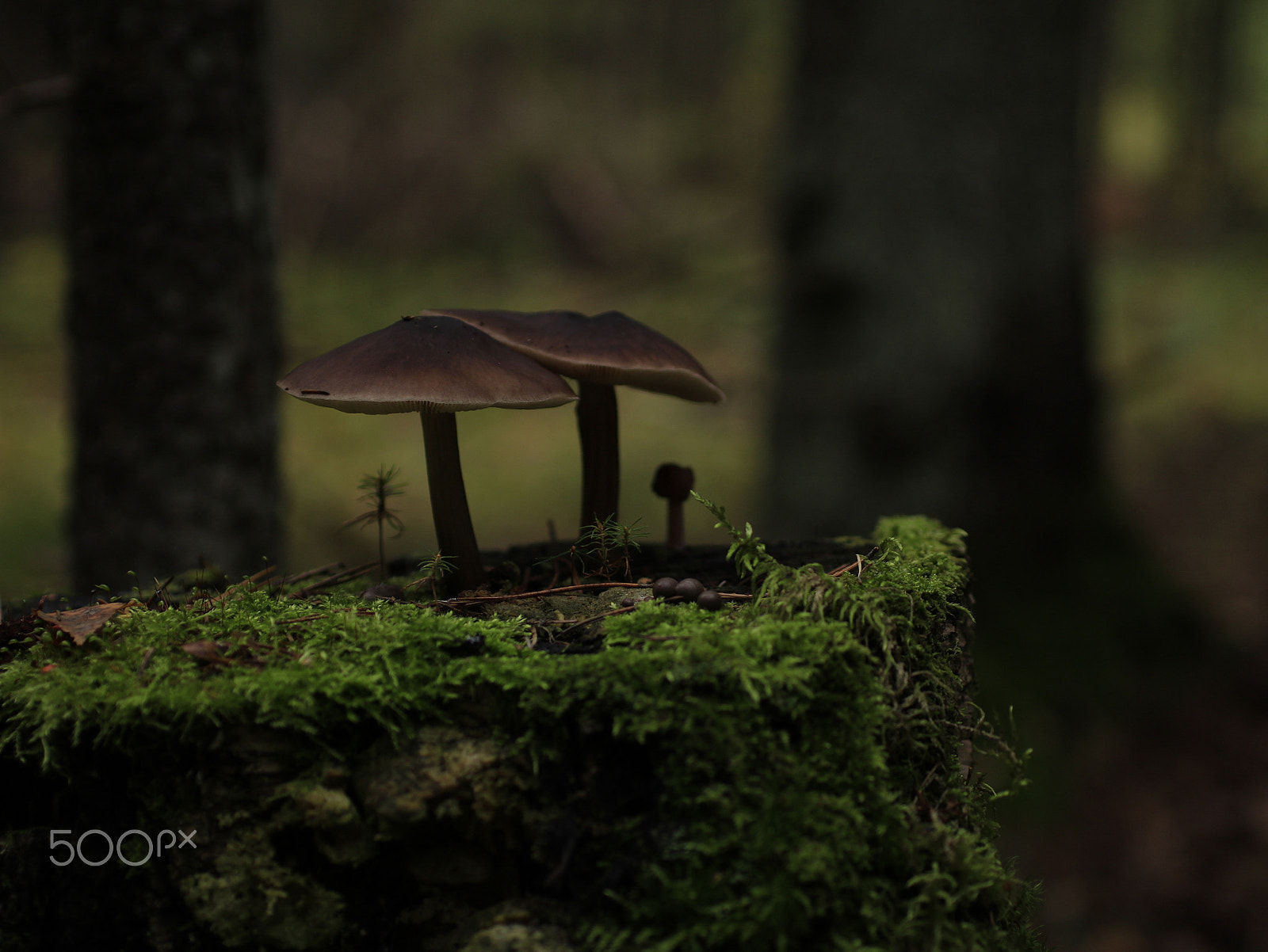 Canon EOS 760D (EOS Rebel T6s / EOS 8000D) + Sigma 50mm F1.4 EX DG HSM sample photo. Toadstool photography