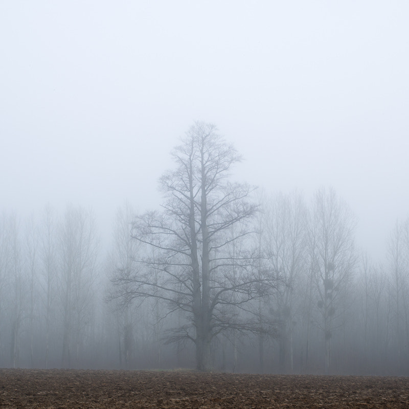 Leaf Aptus 75 sample photo. Tree in the mist photography