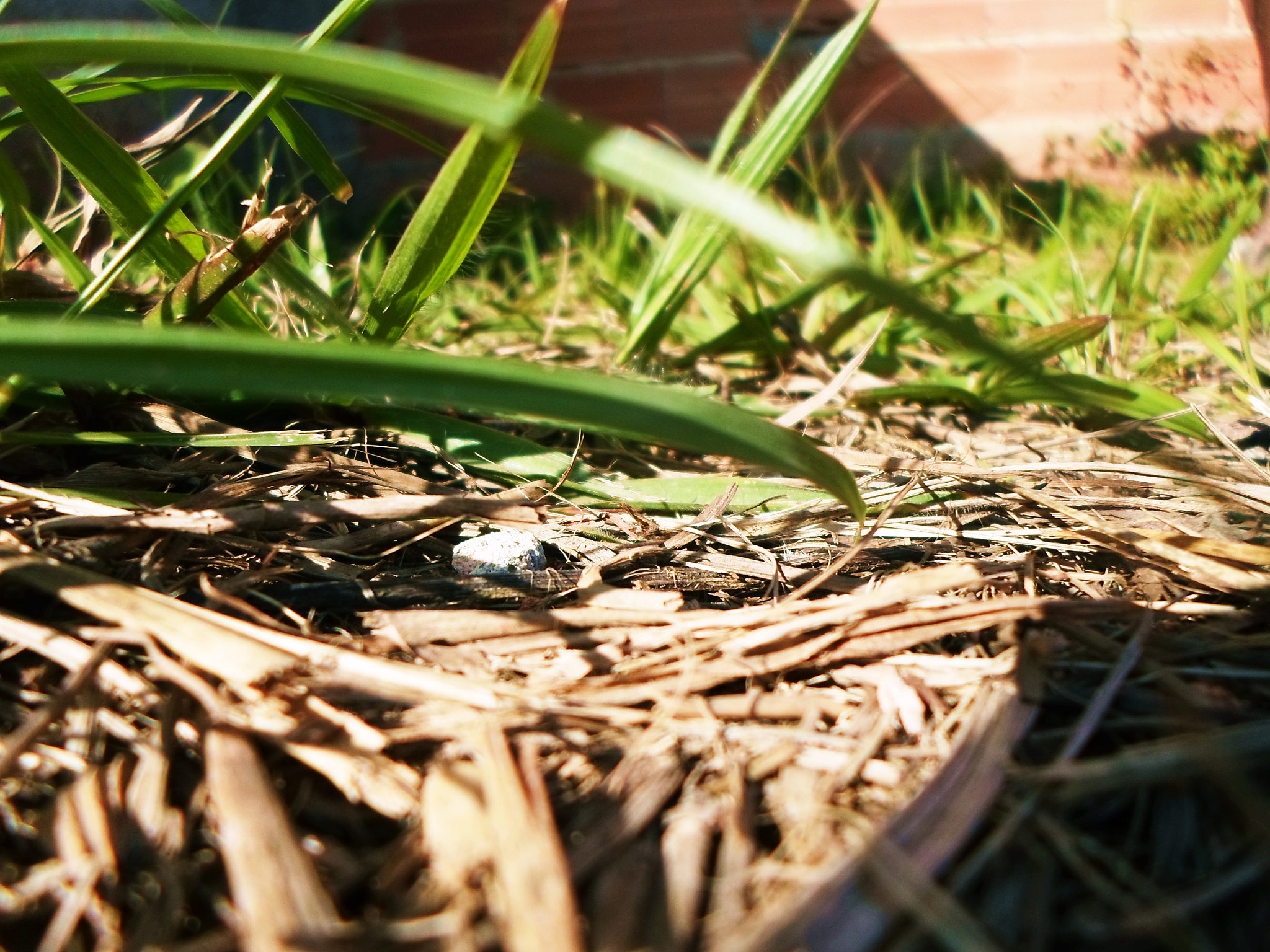 Samsung ST77 / ST79 sample photo. Grama photography