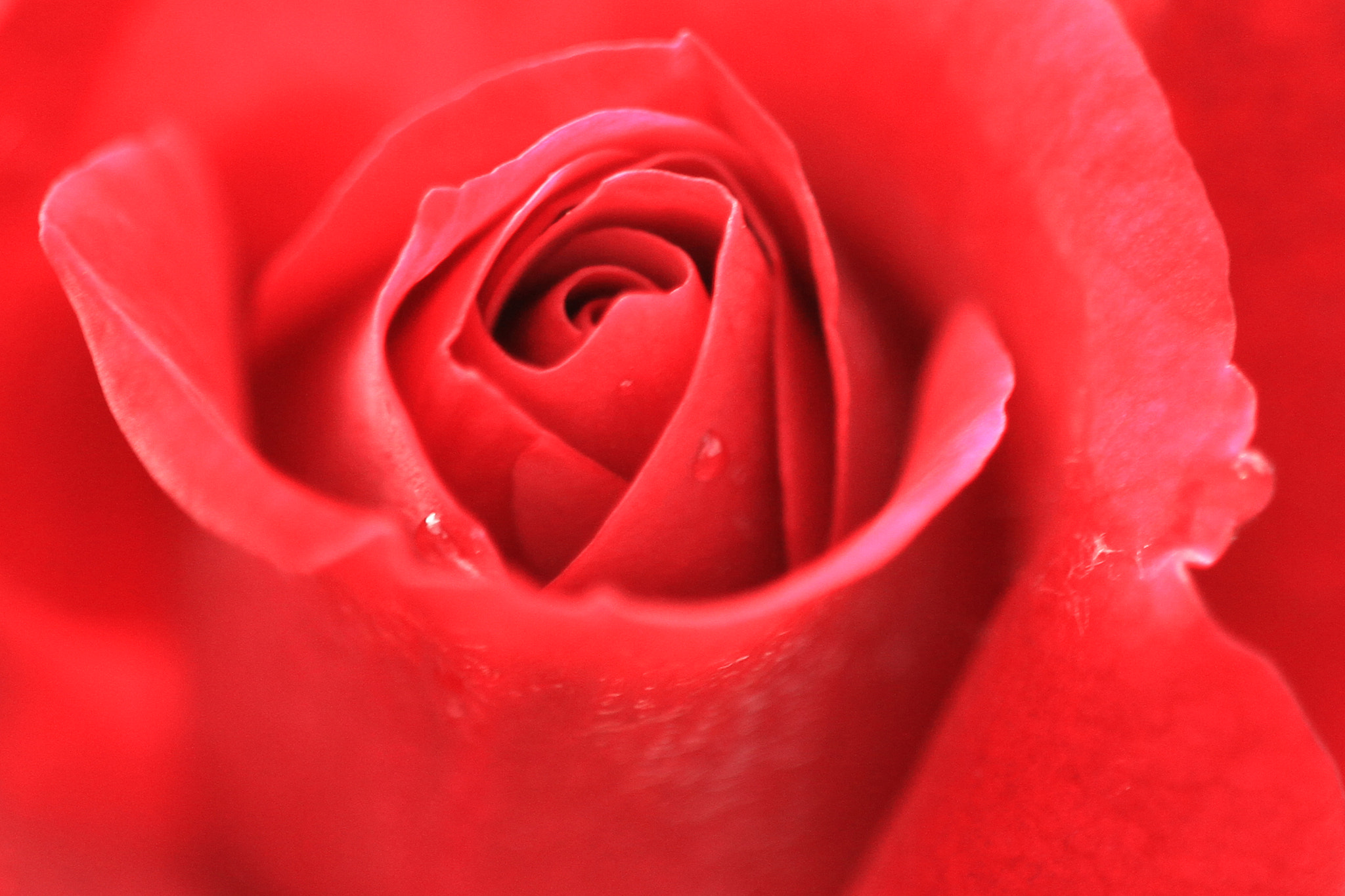 Canon EOS 7D sample photo. Rose up close photography