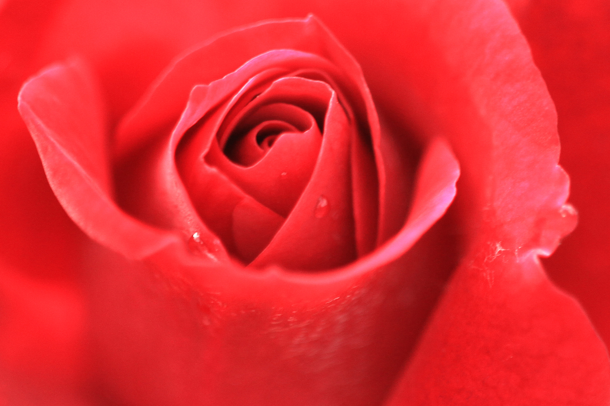Sigma APO Macro 150mm f/2.8 EX DG HSM sample photo. Rose up close photography